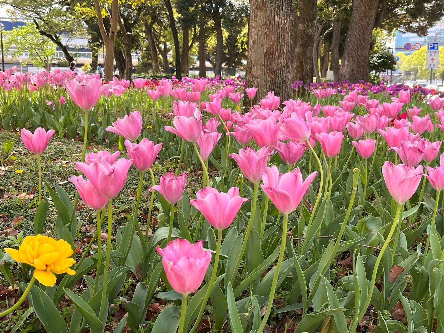 Pemandangan taman yang hidup dengan tulip merah muda yang sedang mekar dan tulip kuning yang mencolok