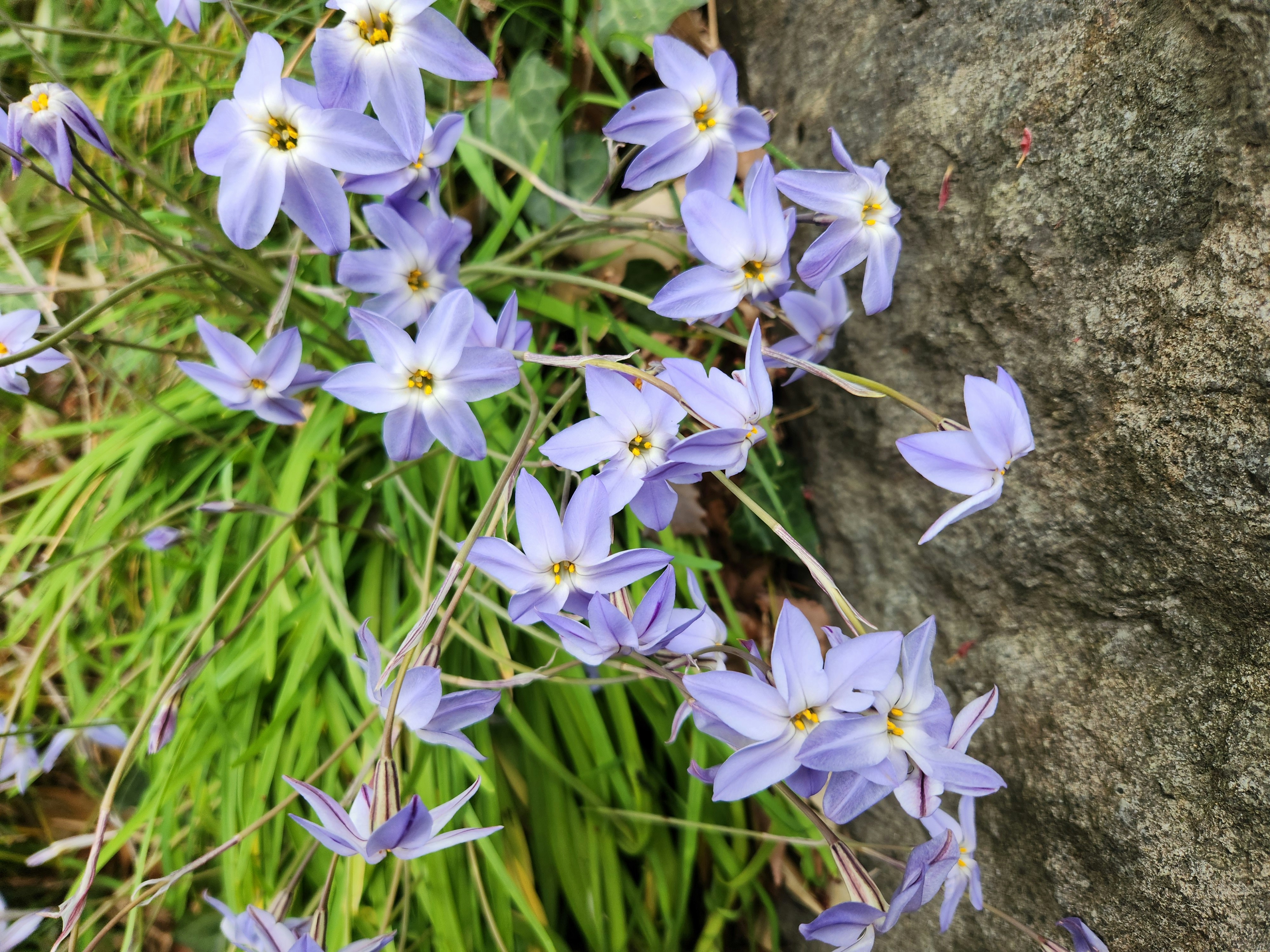 石垣のそばで咲く青い花と花韮