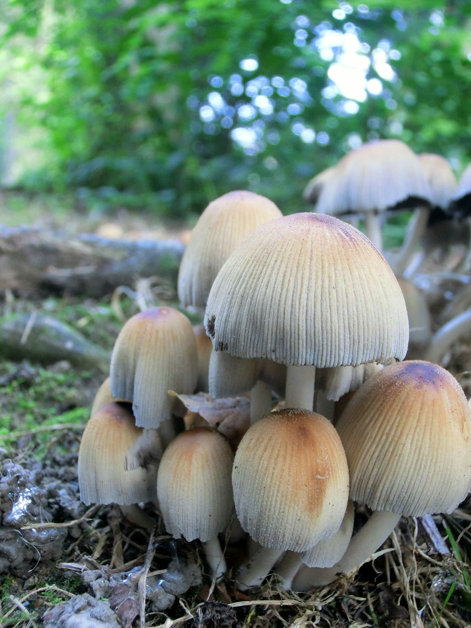 Kumpulan jamur dengan warna berbeda di lingkungan hutan