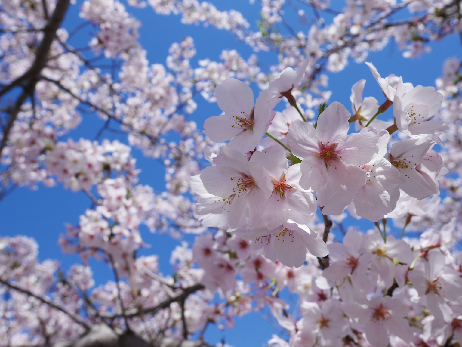 Primo piano di fiori di ciliegio contro un cielo blu