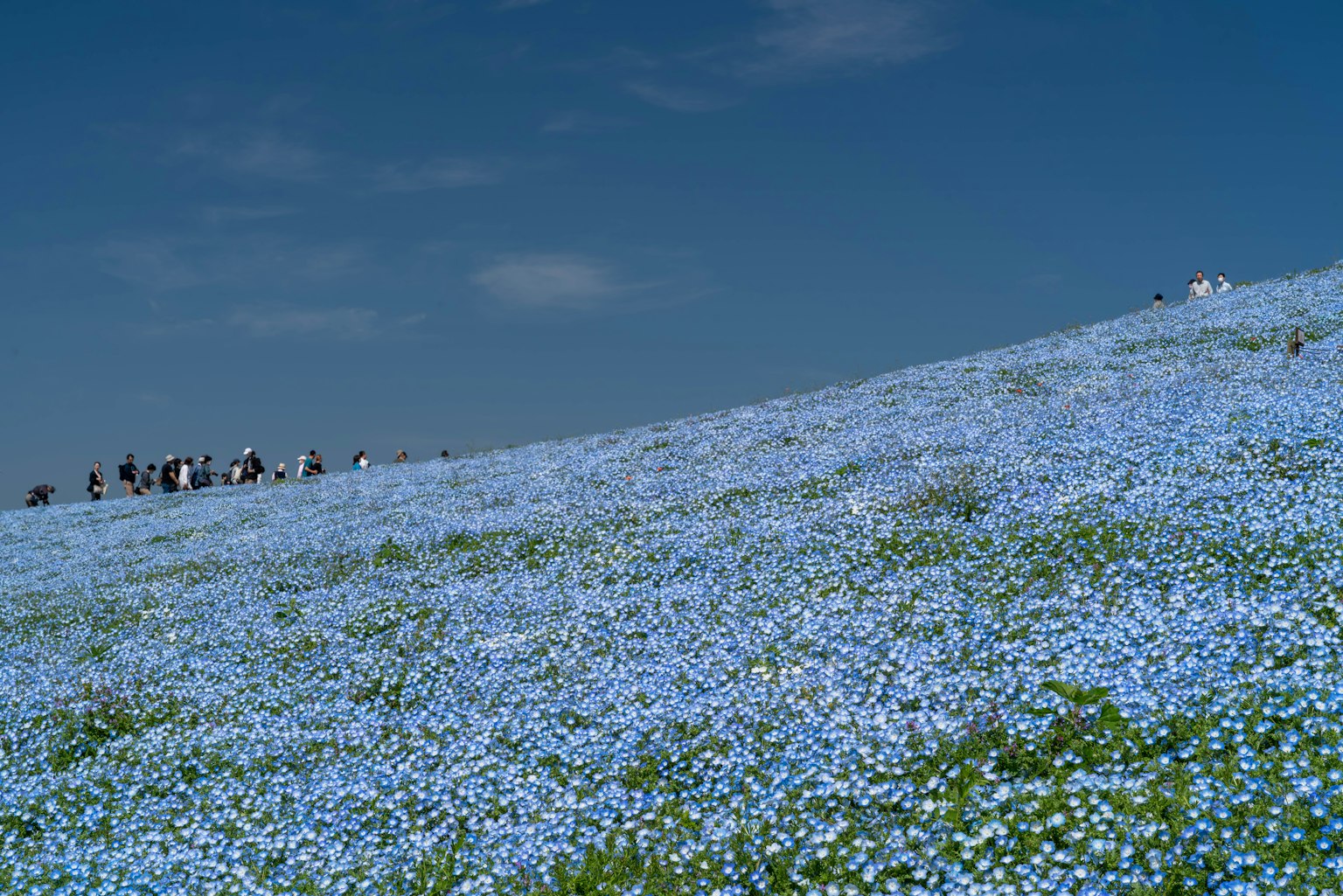 藍色花朵覆蓋的山坡和晴朗的藍天