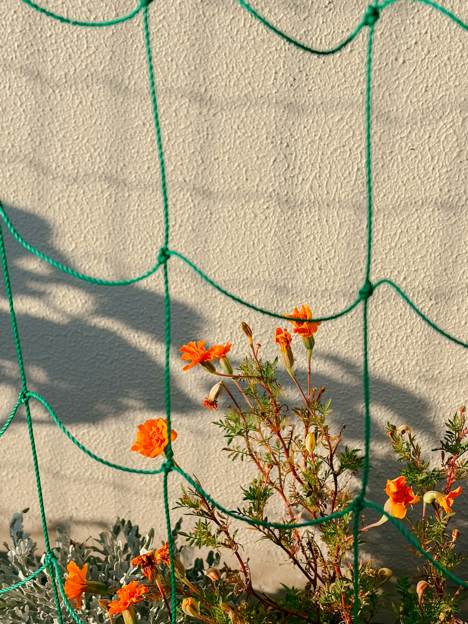 オレンジ色の花が緑のネットに絡まっている様子