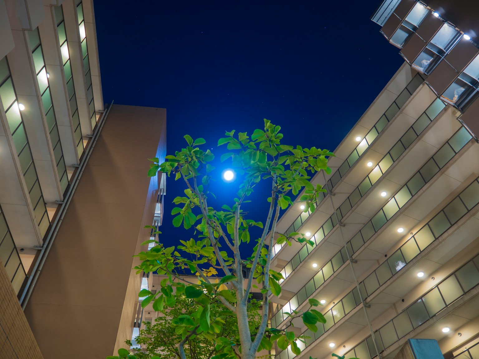 Green tree under a night sky with bright moon between tall buildings
