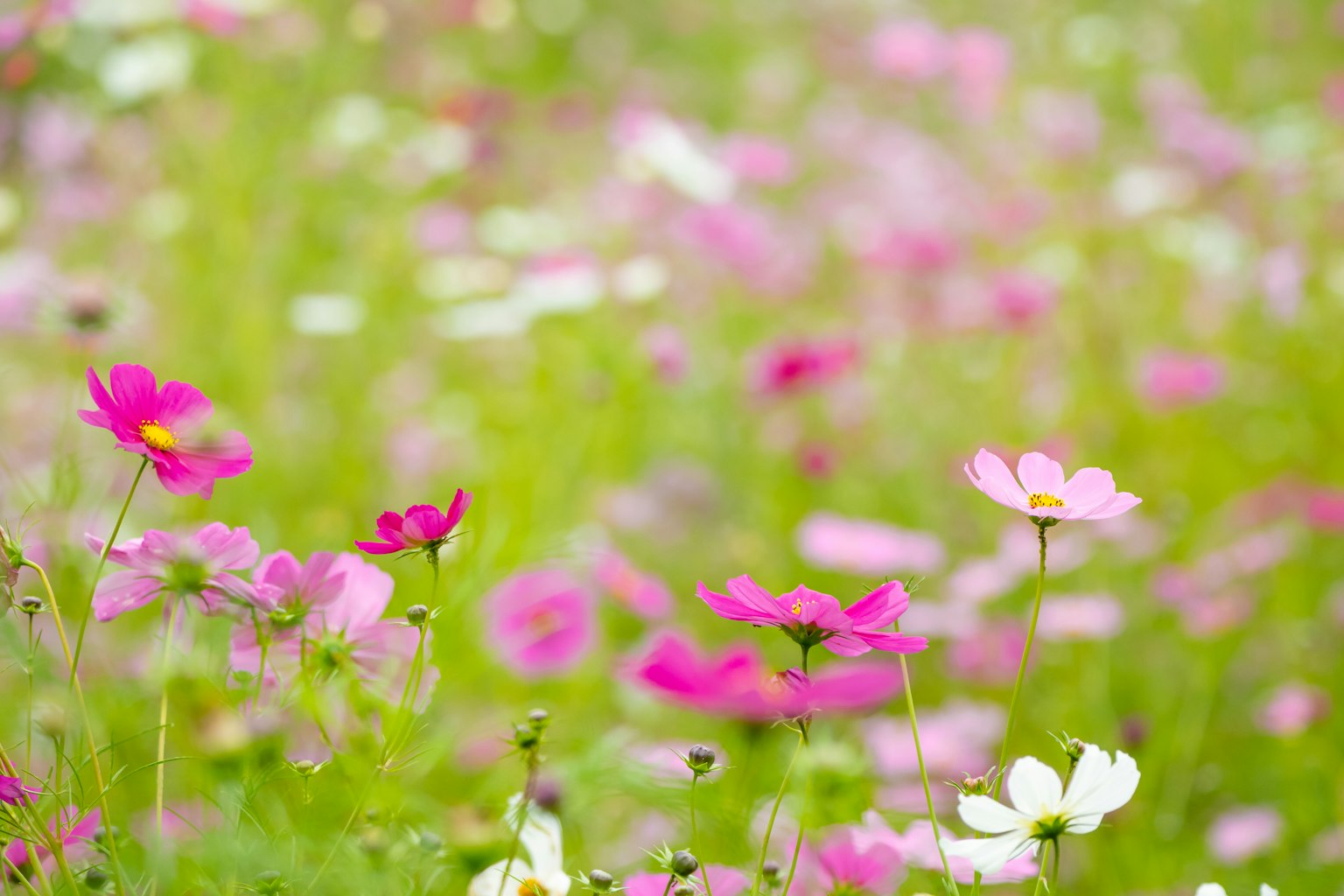 ทุ่งดอกไม้สีชมพูและสีขาวที่เบ่งบานอย่างมีชีวิตชีวา