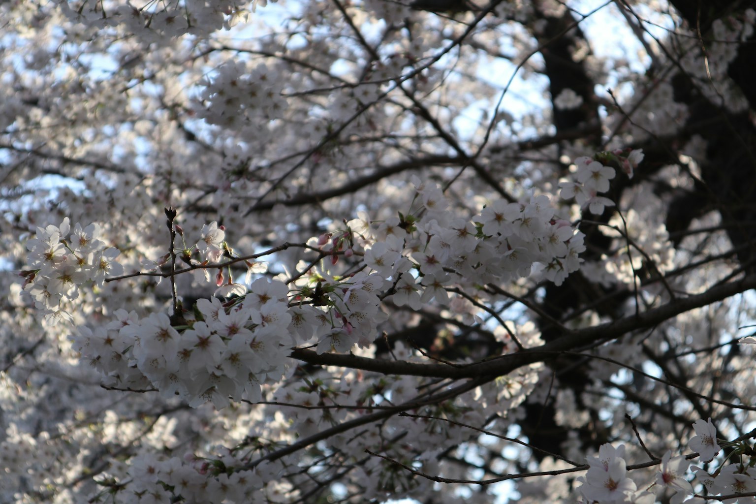 Bild von Kirschblütenzweigen in voller Blüte