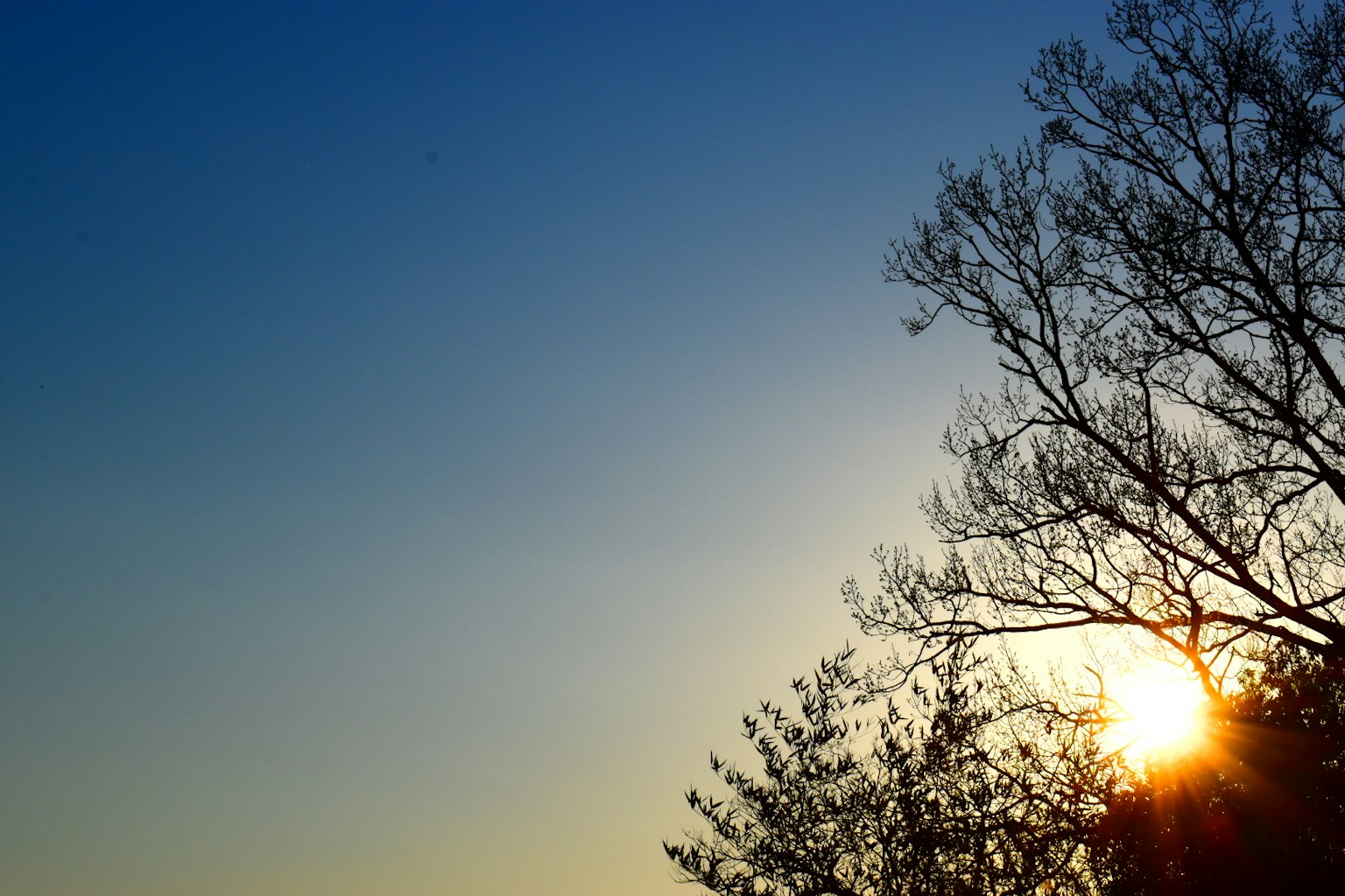 Silhouette of a tree with a sunset against a blue sky