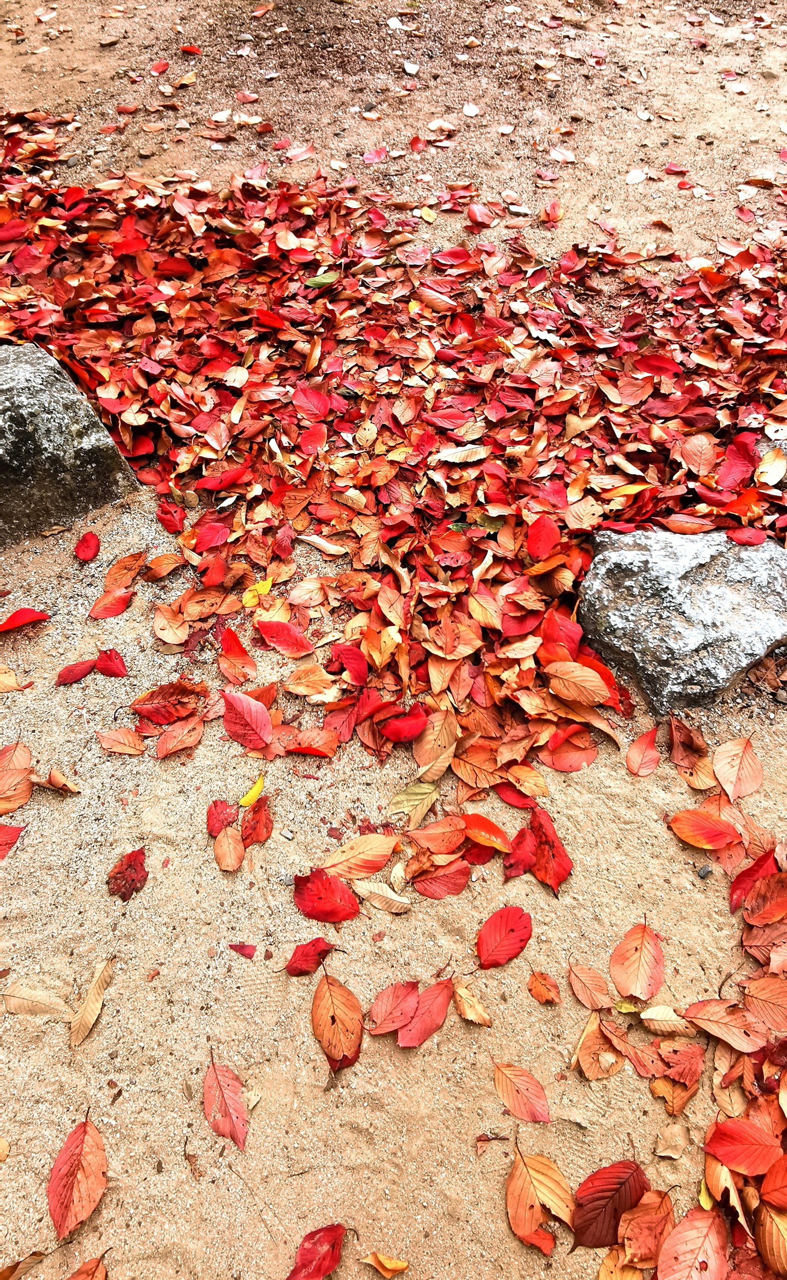 Un tappeto di foglie rosse sparse sul terreno in un contesto autunnale