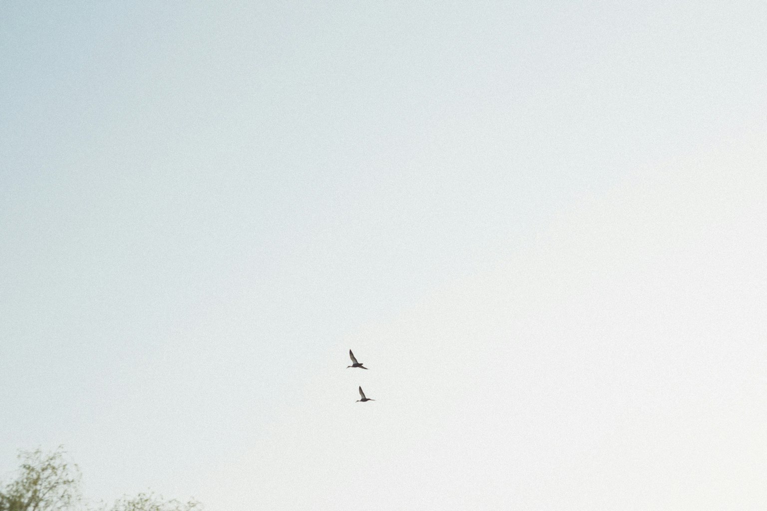 青空に飛ぶ二羽の鳥と木のシルエット