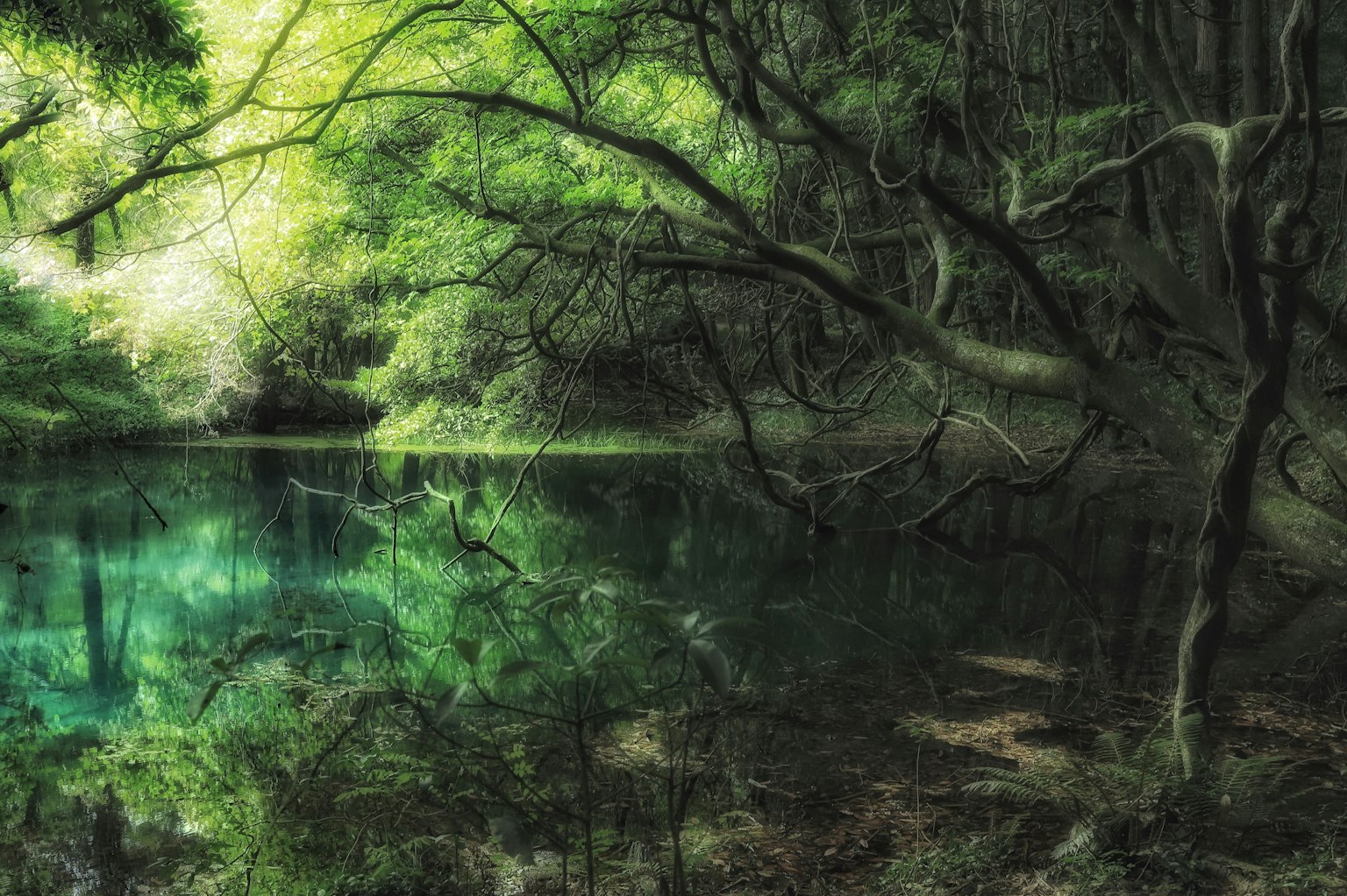 Scena di lago sereno circondata da una lussureggiante foresta verde