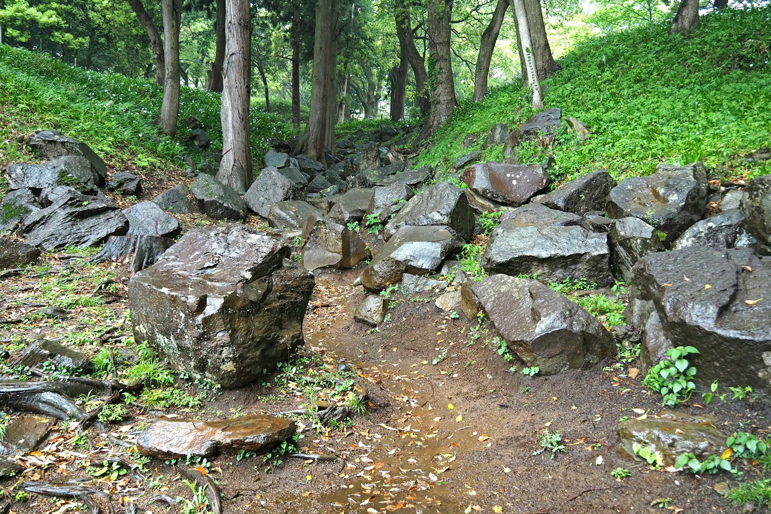 Pathway lined with scattered rocks surrounded by greenery and trees