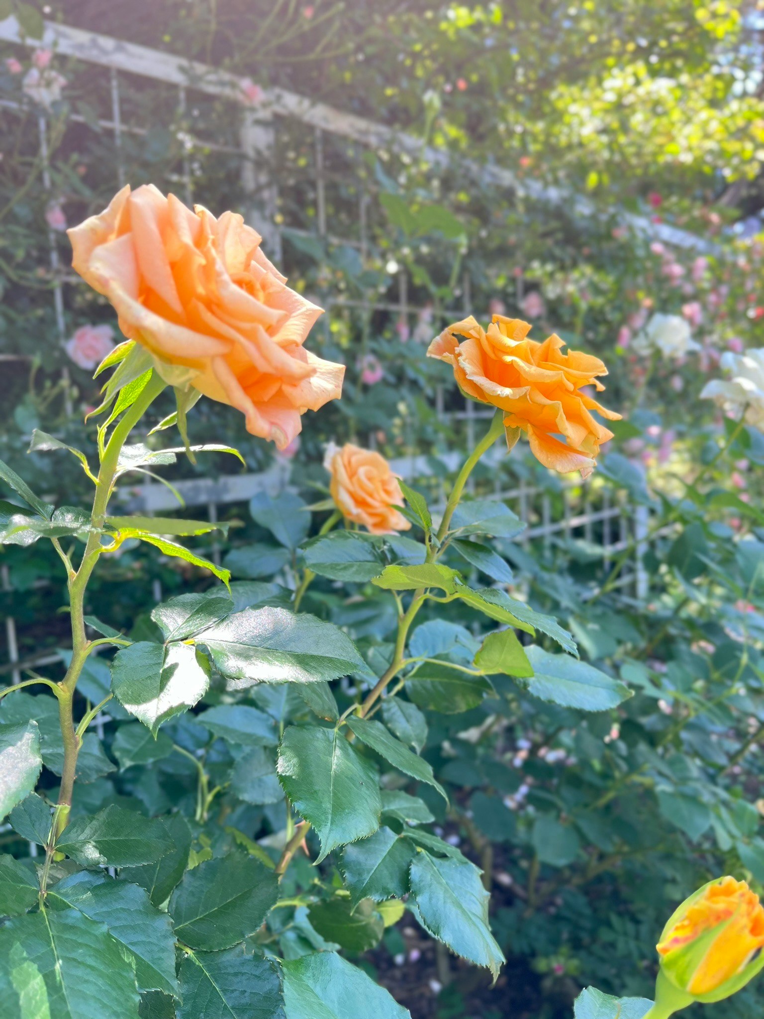 orangefarbene Rosen blühen im Garten