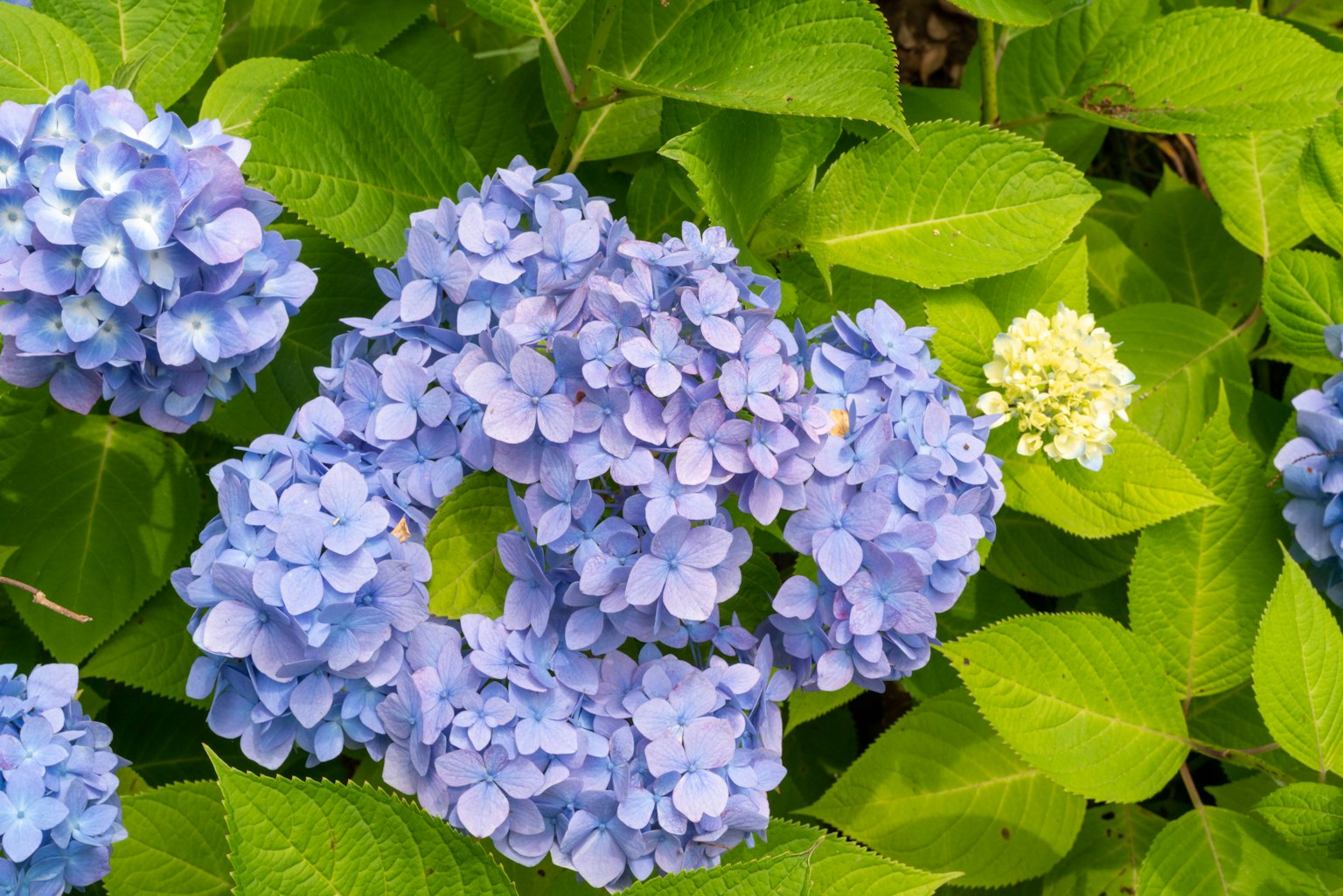 ดอกไฮเดรนเยียสีน้ำเงินกับใบเขียวพื้นหลัง