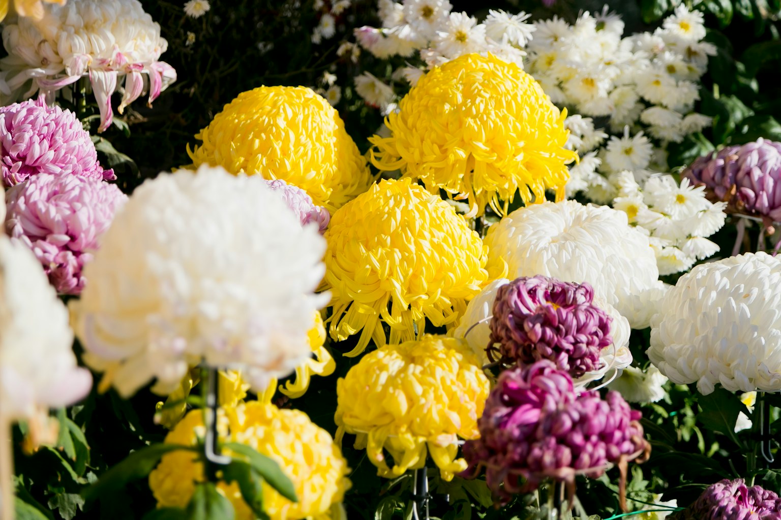Colorful chrysanthemums blooming in a garden setting