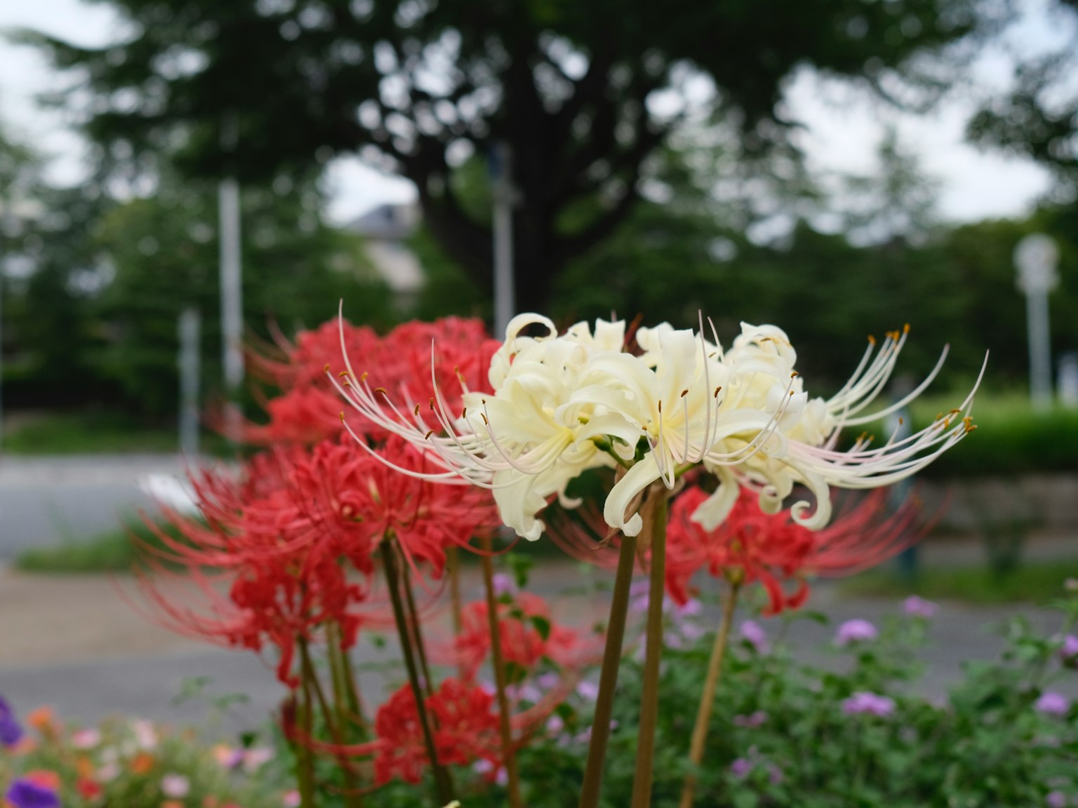 Weiße und rote Spinnenlilien blühen in einem Garten