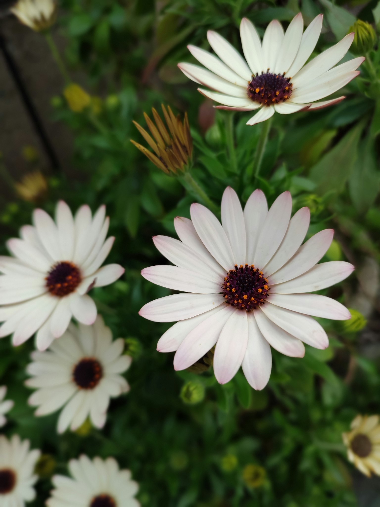 White flowers with brown centers blooming in a garden