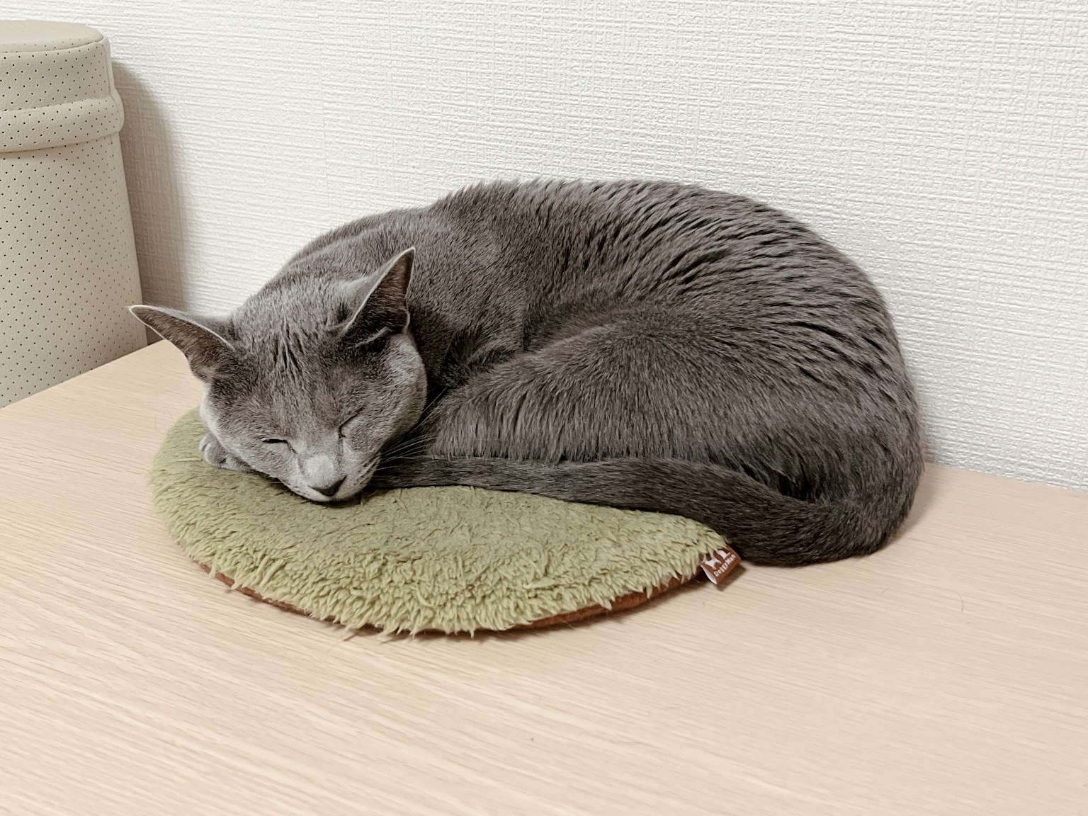 Gatto grigio arrotolato che dorme su un cuscino verde