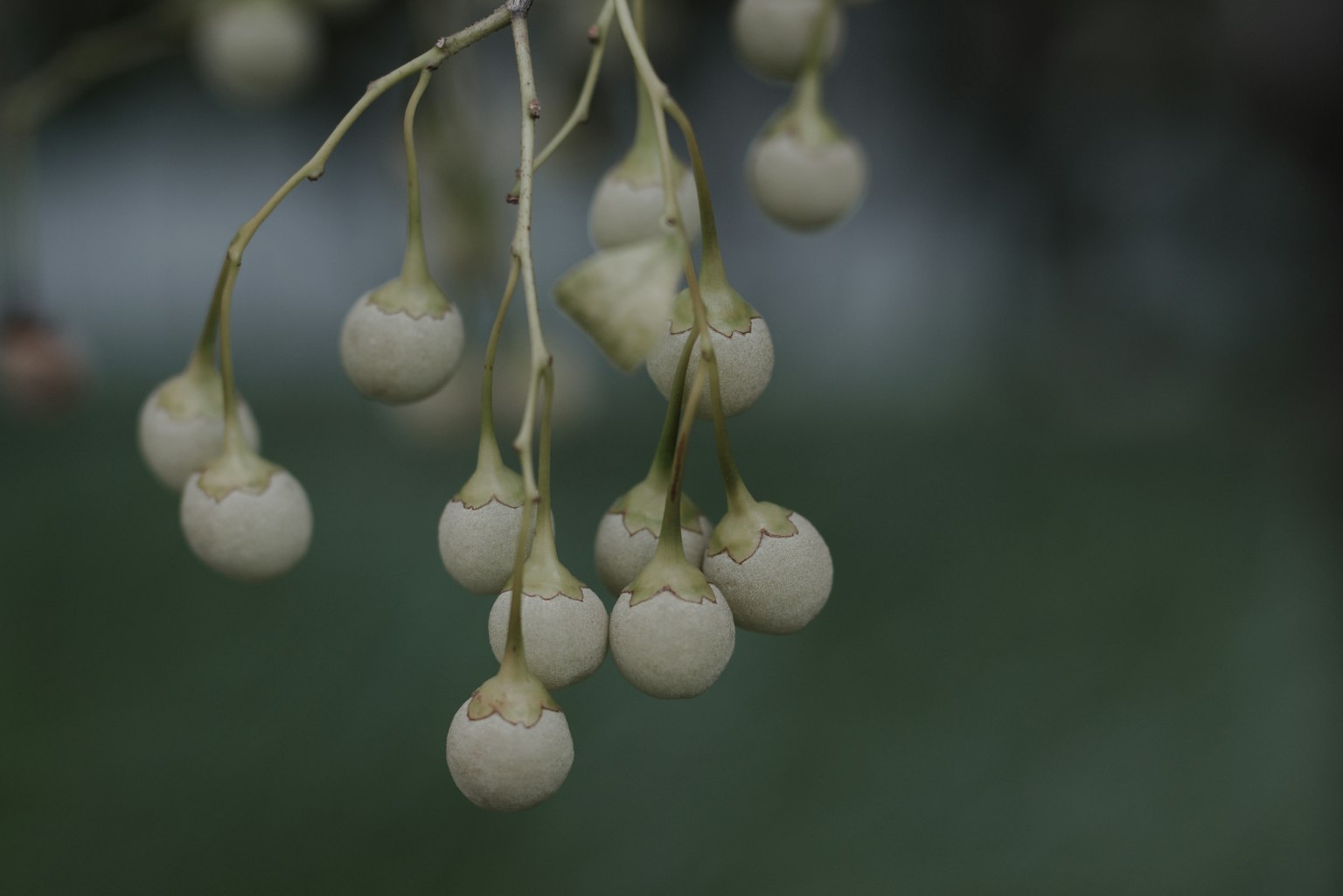 Sekelompok buah putih kecil tergantung dari cabang