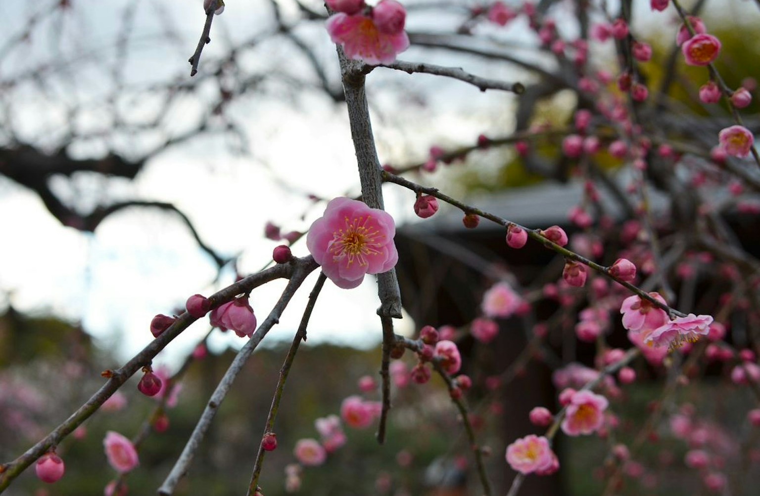 Primo piano di un ramo di pruno in fiore