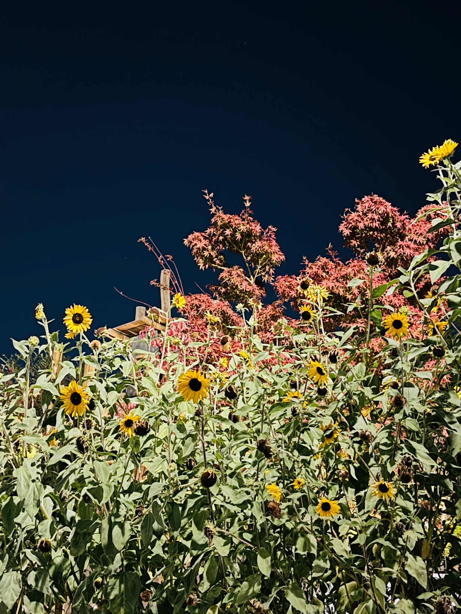 Girasoli e fiori colorati che fioriscono sotto un cielo blu