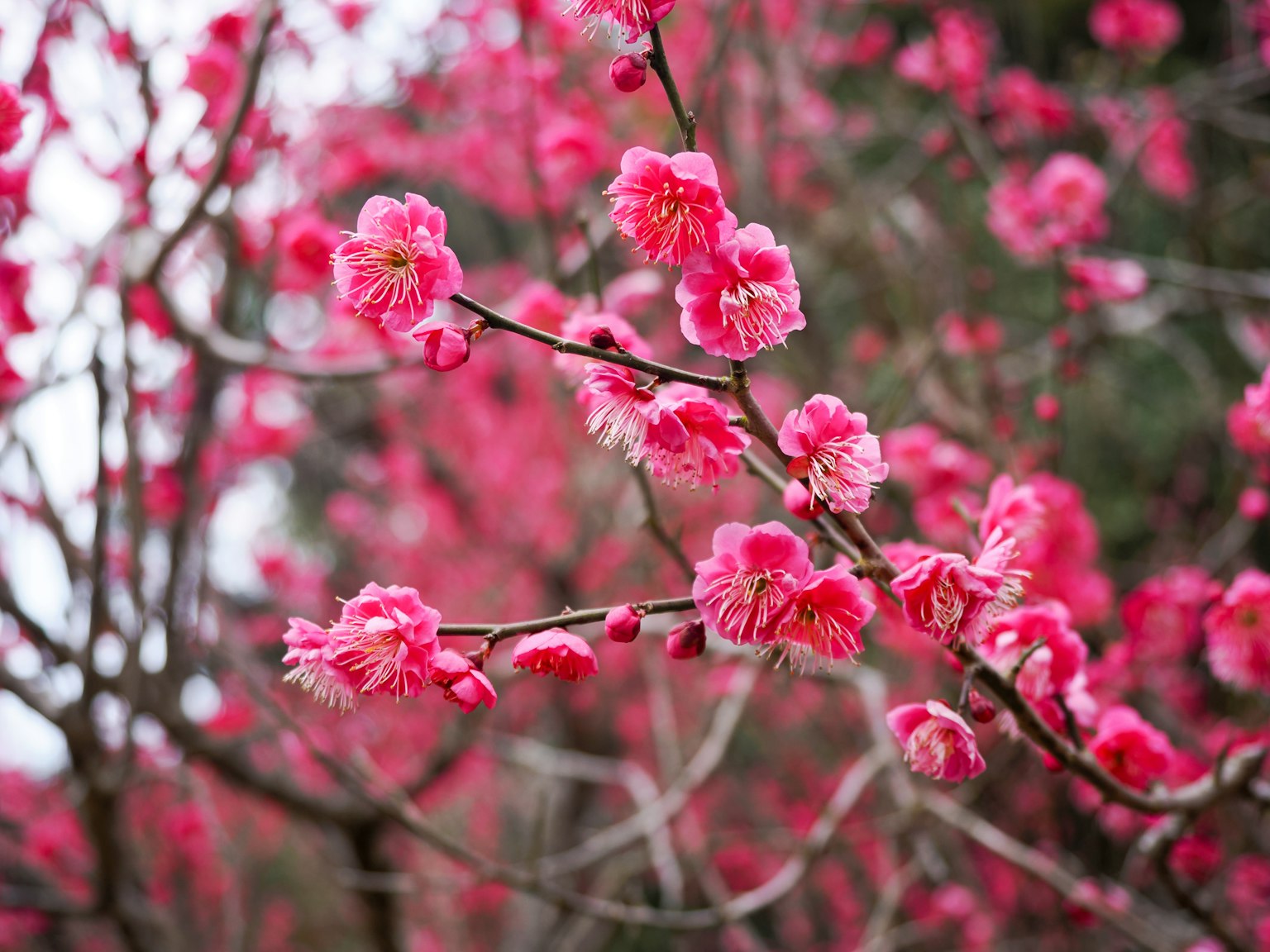 Gros plan sur une branche avec des fleurs roses