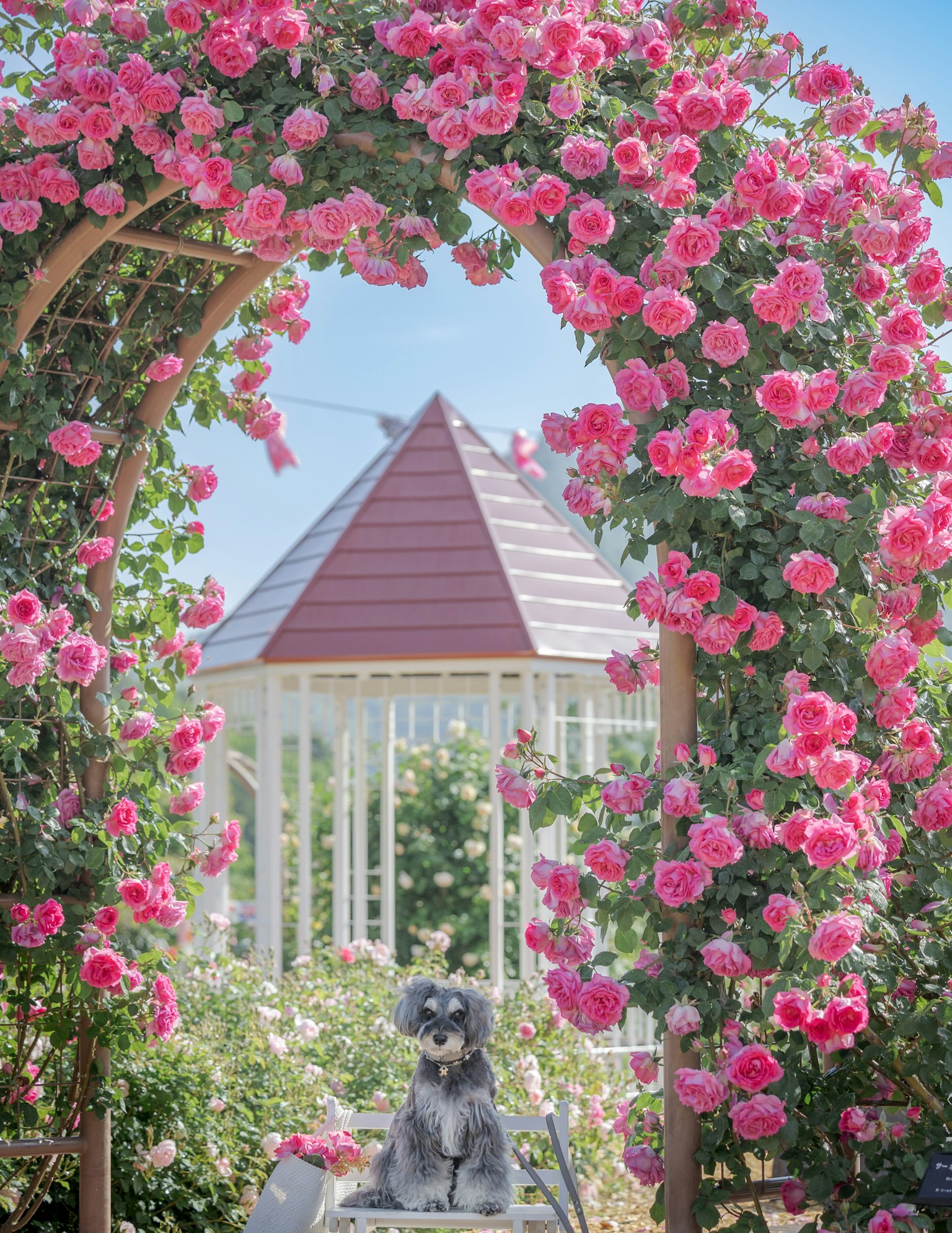 Dog sitting under a rose arch with a gazebo in the background