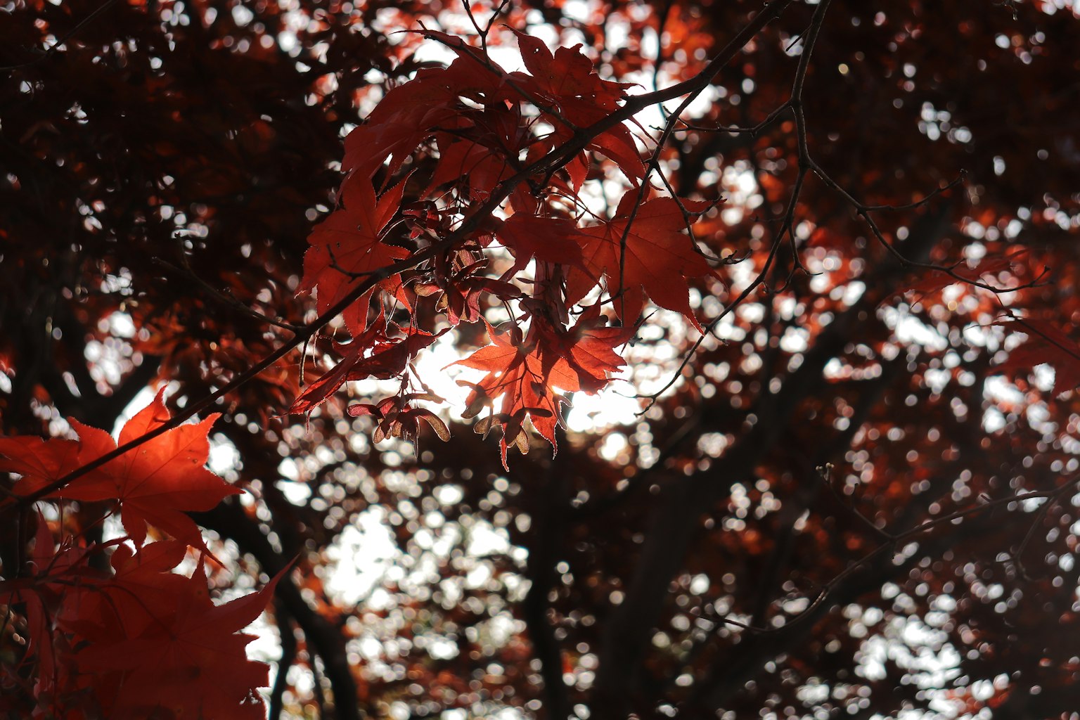 Red leaves on a tree branch with blurred light in the background