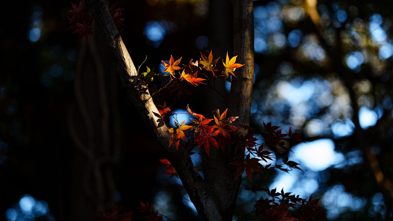 暗い背景に映える赤やオレンジの紅葉の葉