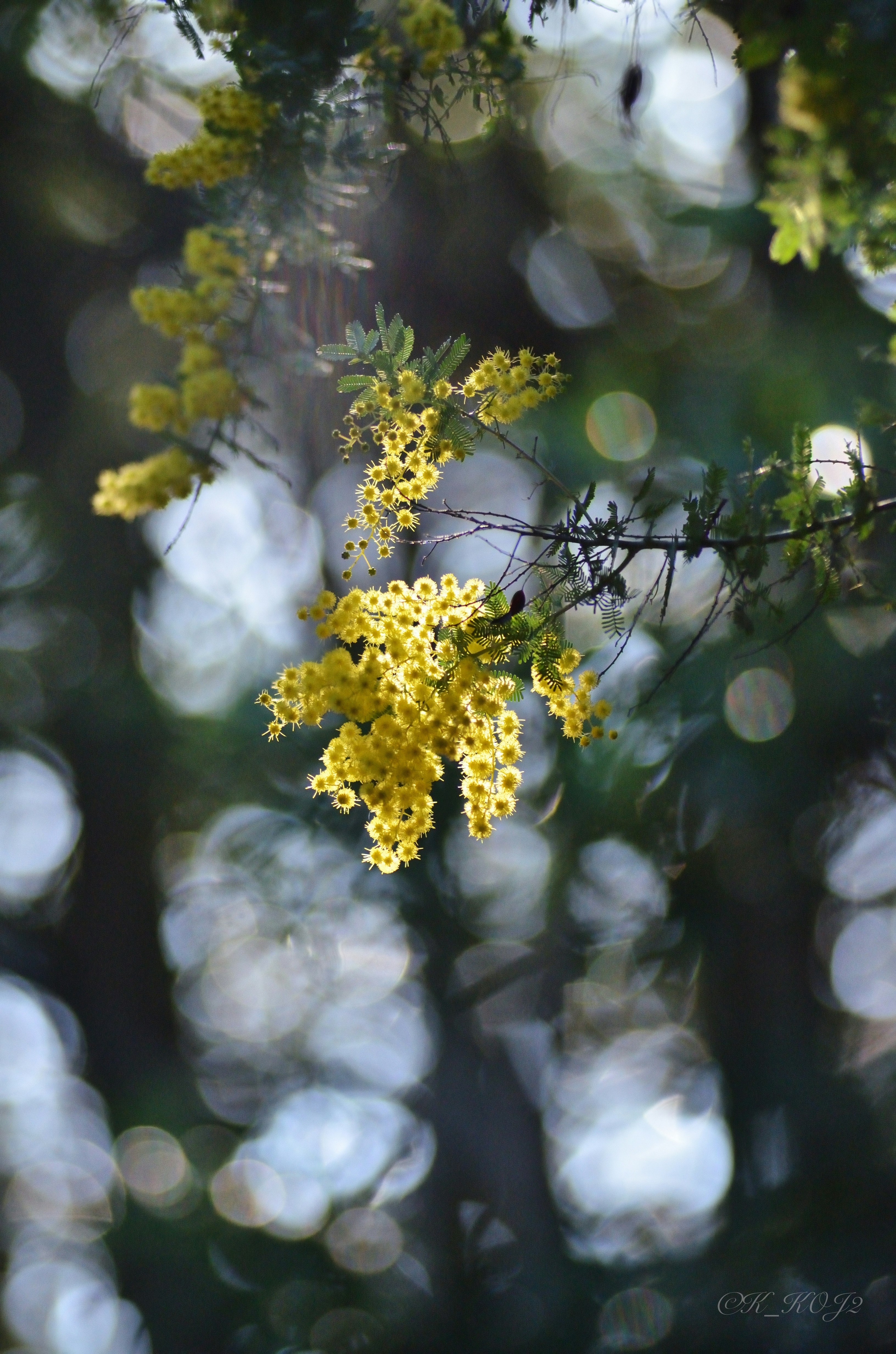 大府みどり公園のミモザの花が陰影の中で揺れる