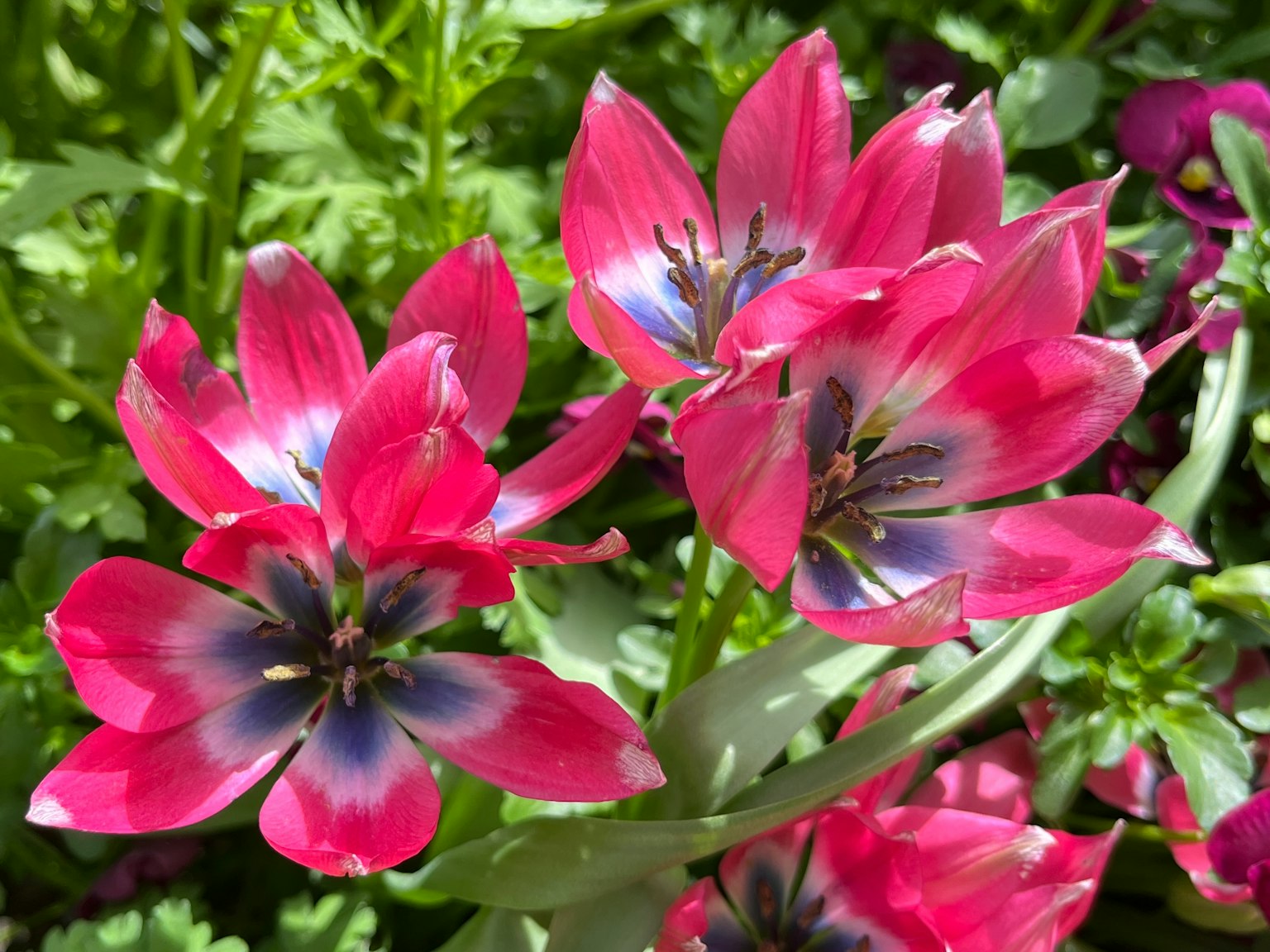 Bunga tulip berwarna pink cerah dengan pusat biru tua mekar