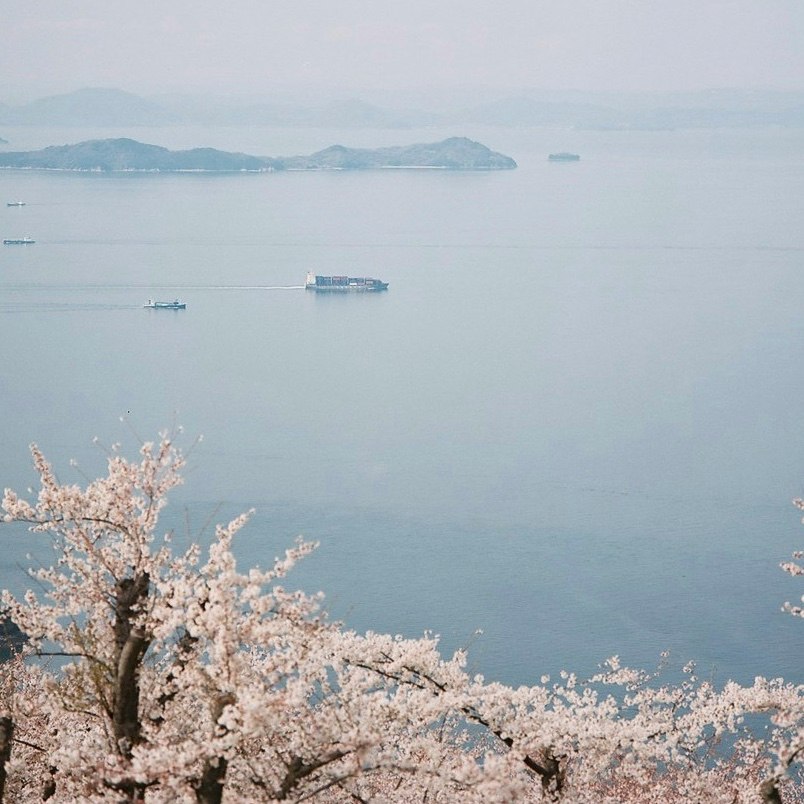 桜の花と穏やかな湖面に浮かぶ船