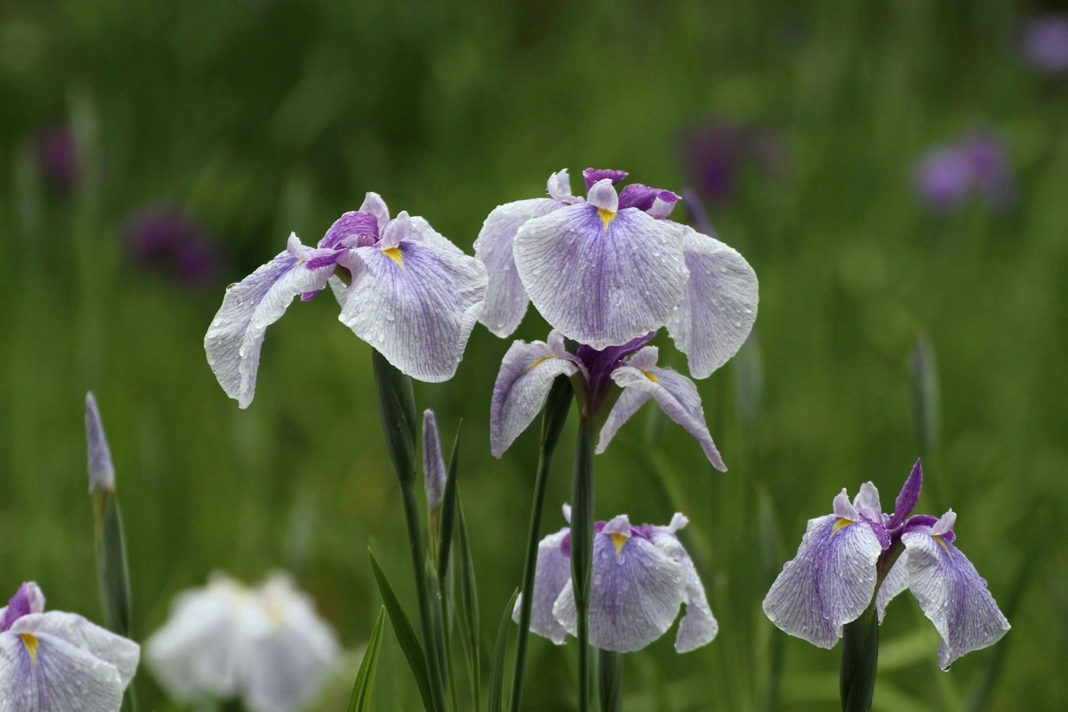 Fleurs aux pétales violets fleurissant dans un champ d'herbe verte