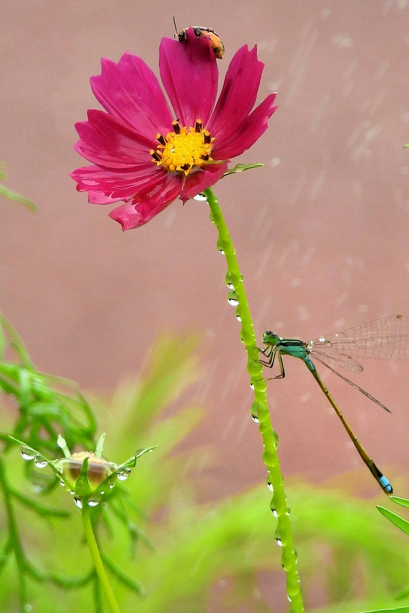 Cosmos flower and damselflies clinging near a sunken flower bed in the rain