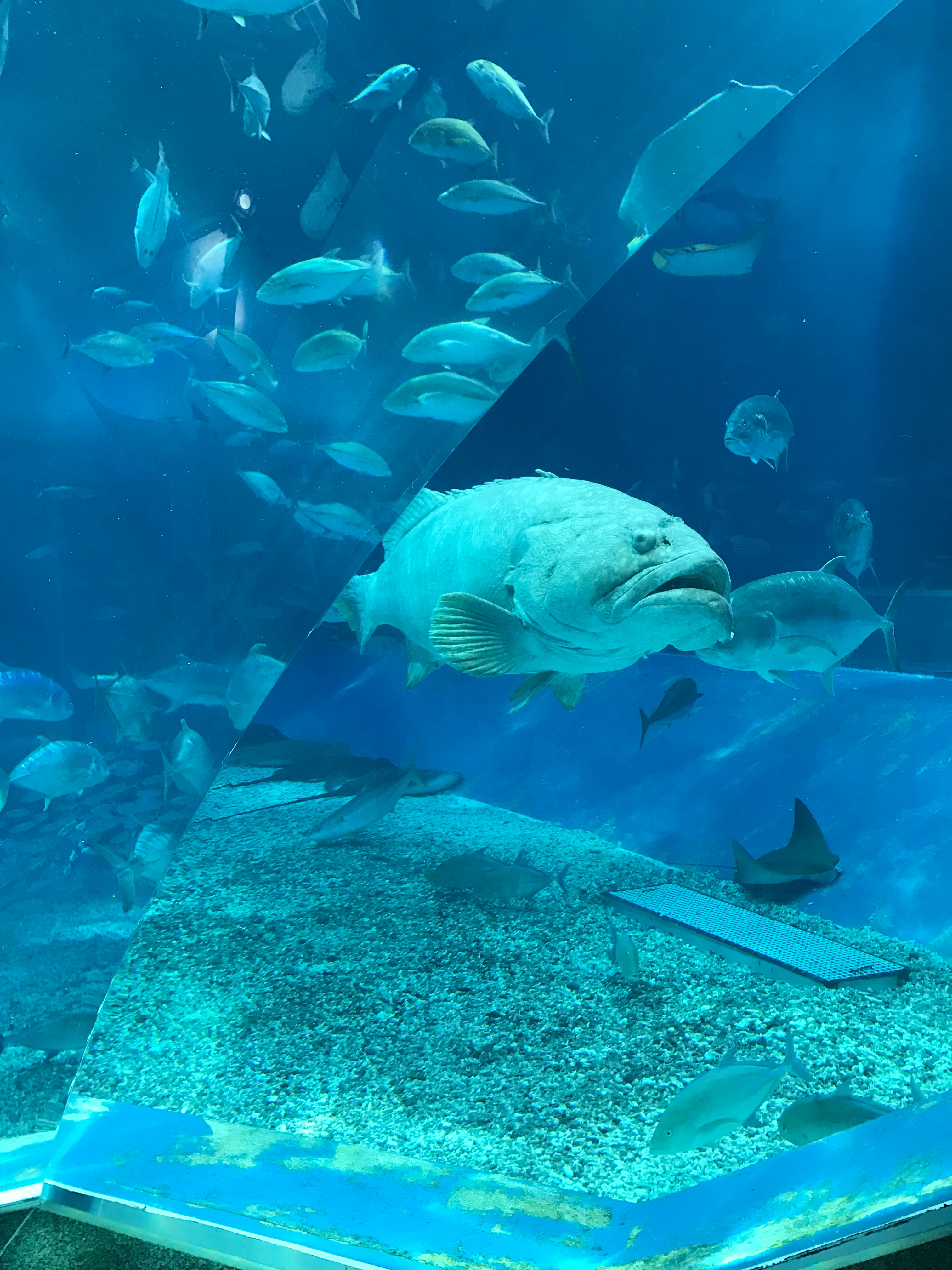 水槽の中で魚と一緒に泳ぐ白い魚
