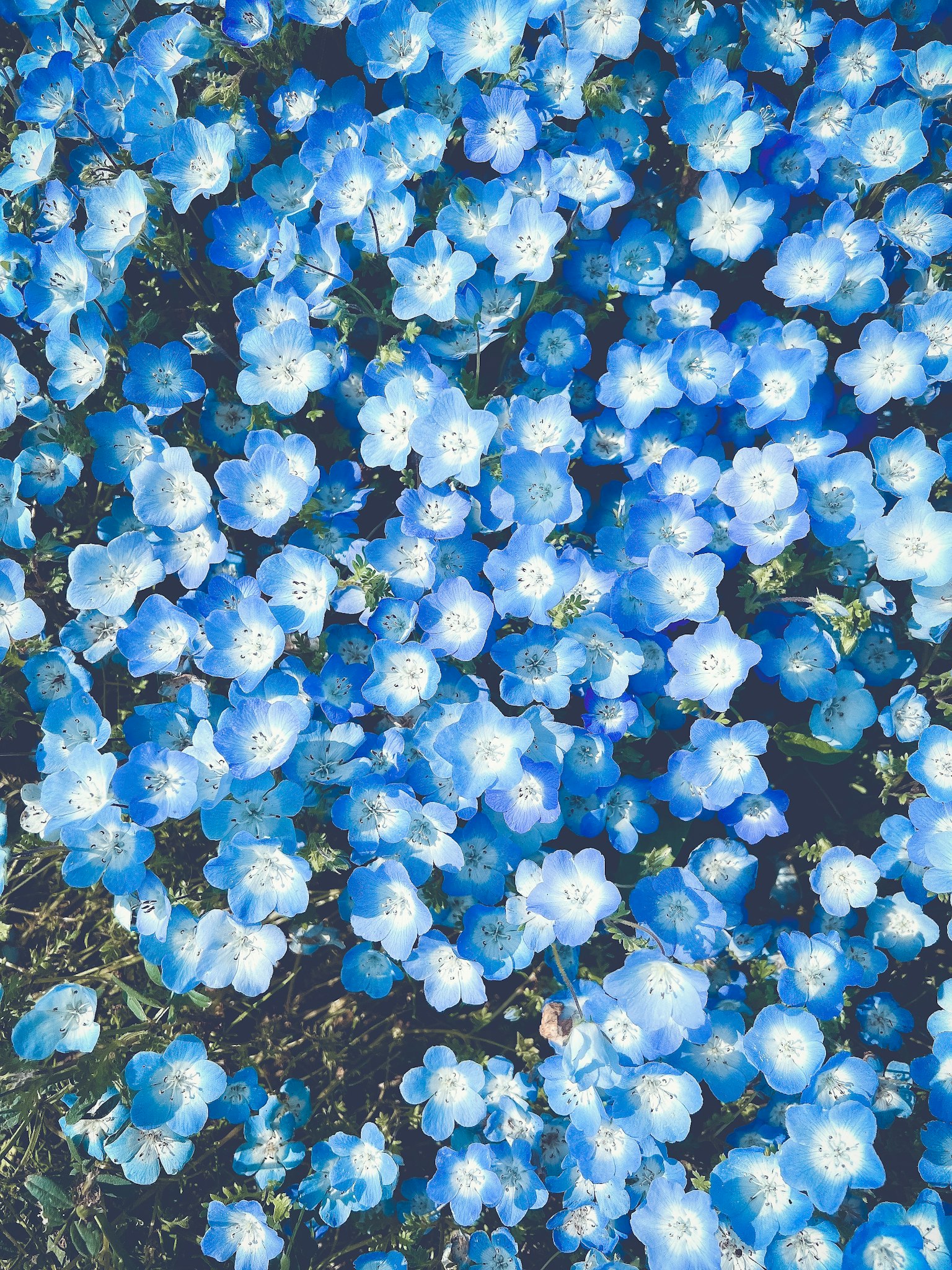 Un champ de fleurs bleues en pleine floraison