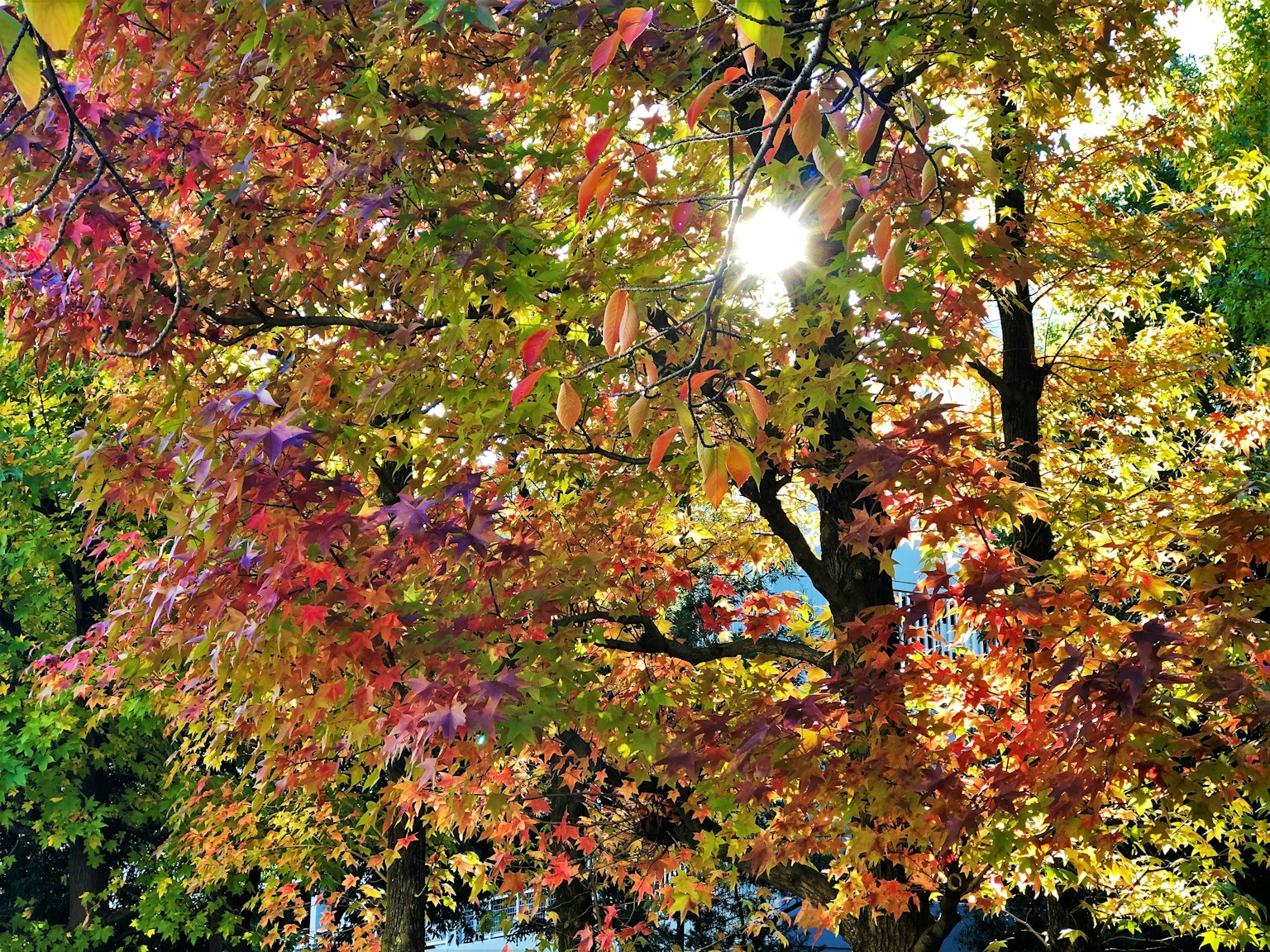 Lumière du soleil à travers des feuilles d'automne vibrantes sur des arbres