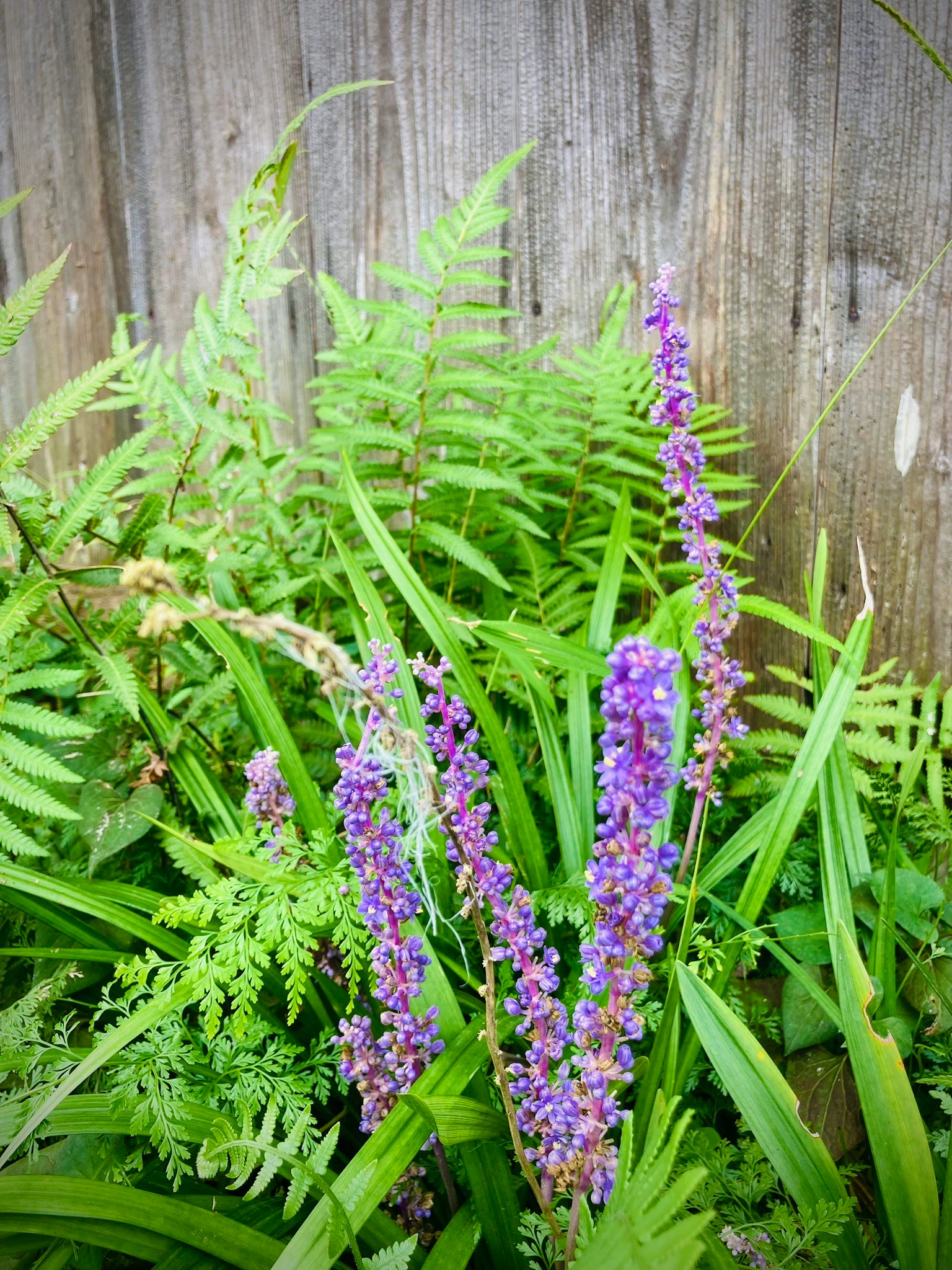 Fleurs violettes vibrantes au milieu de fougères et d'herbe verte luxuriante