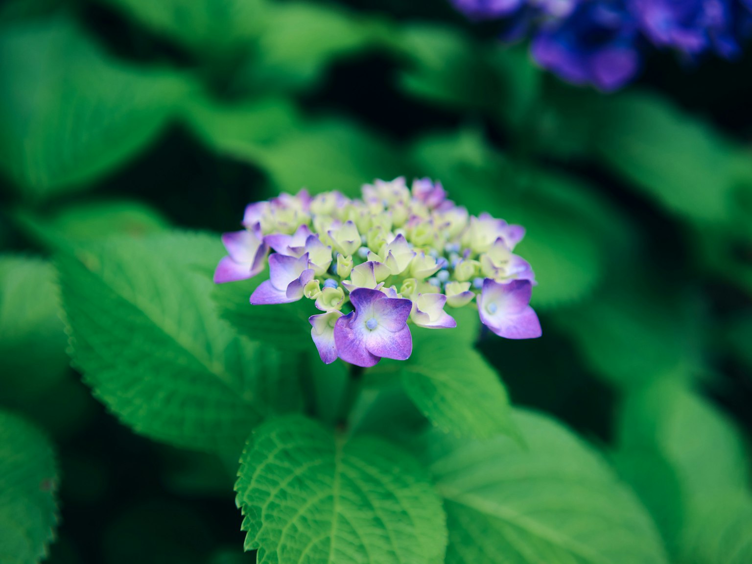 緑の葉の間に咲く紫色の花のクローズアップ