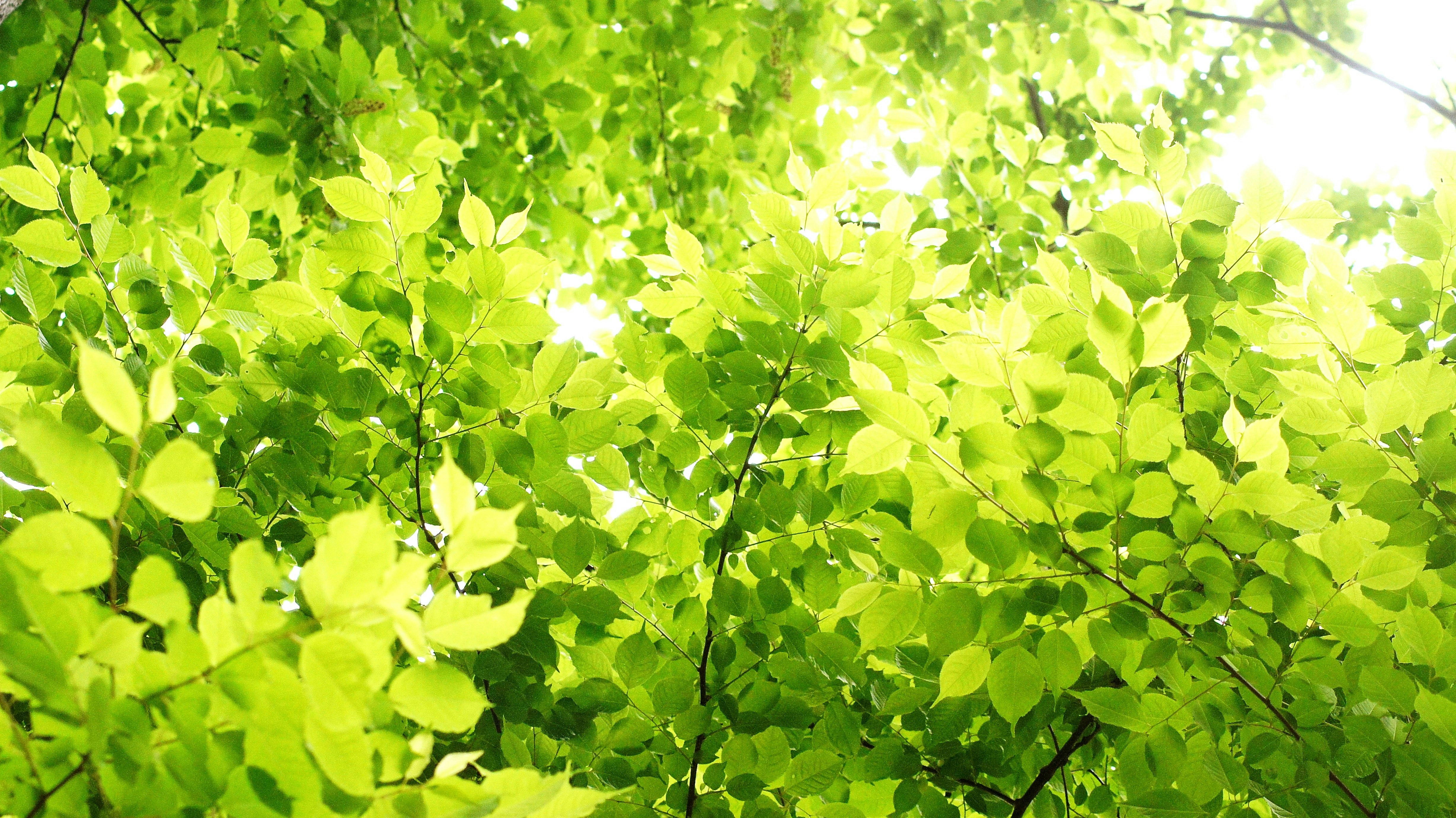 新緑の木々に差し込む木漏れ日