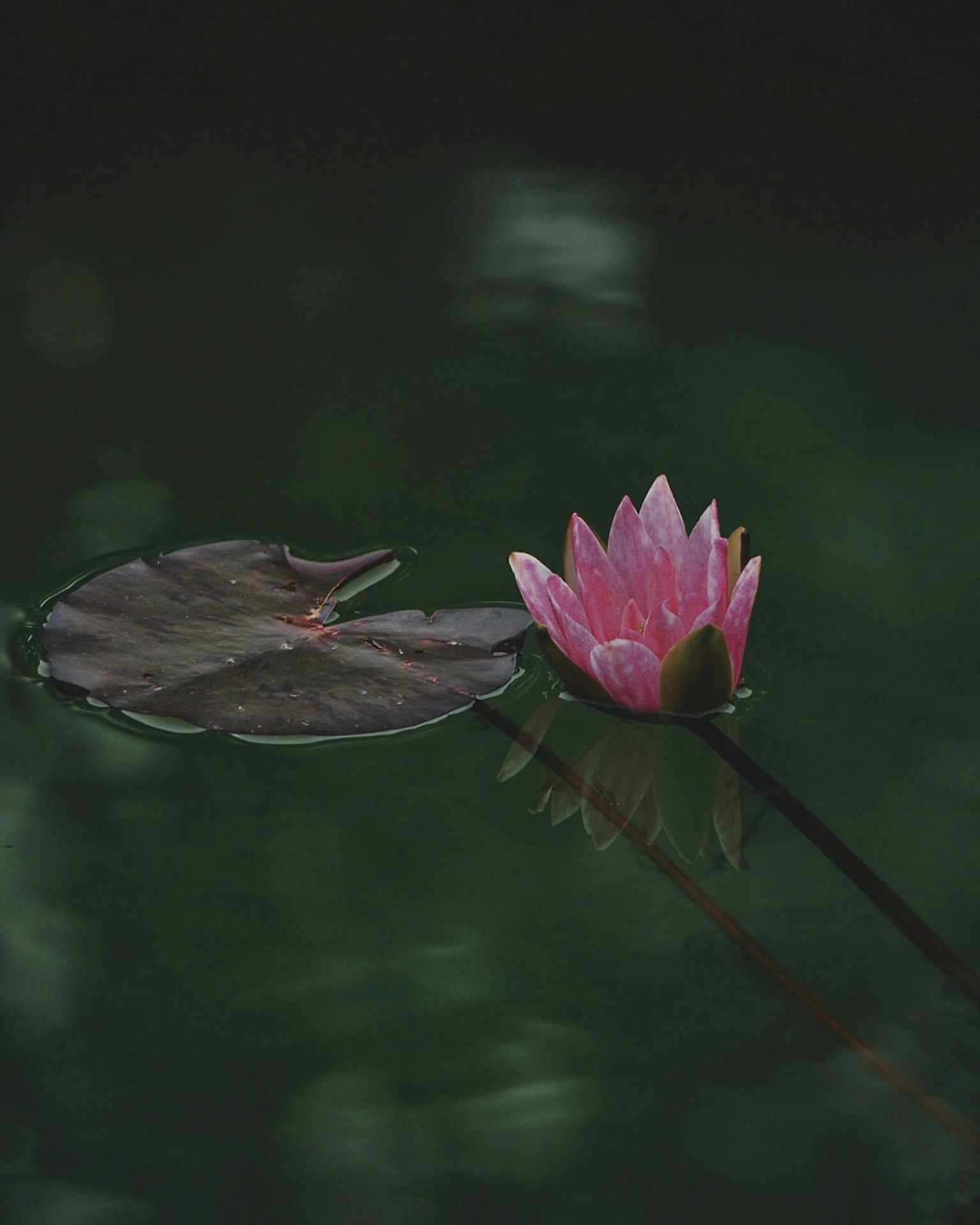 Nenúfar rosa y hoja flotando en la superficie del agua