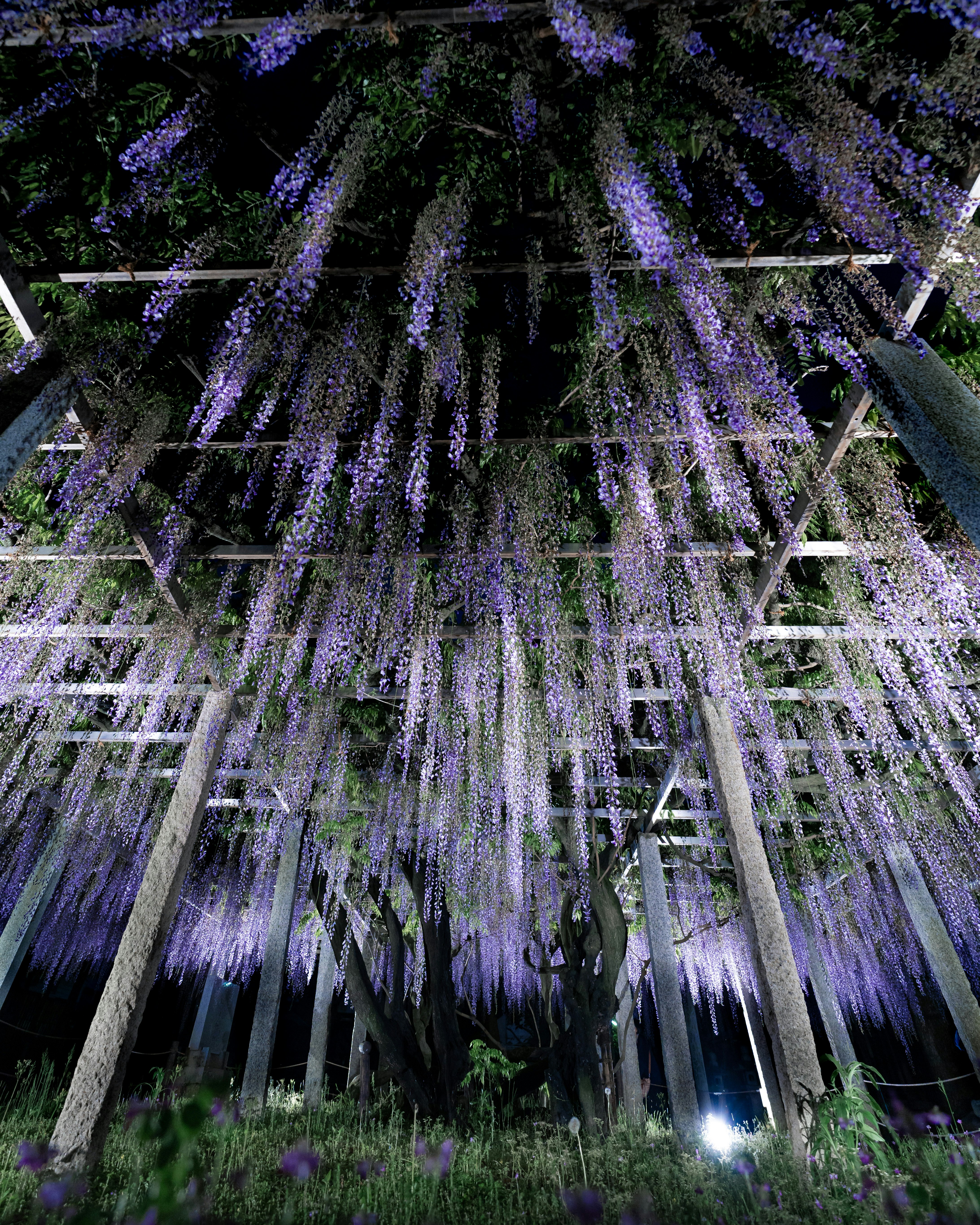 夜の紫の花が咲く並木のイルミネーション画像