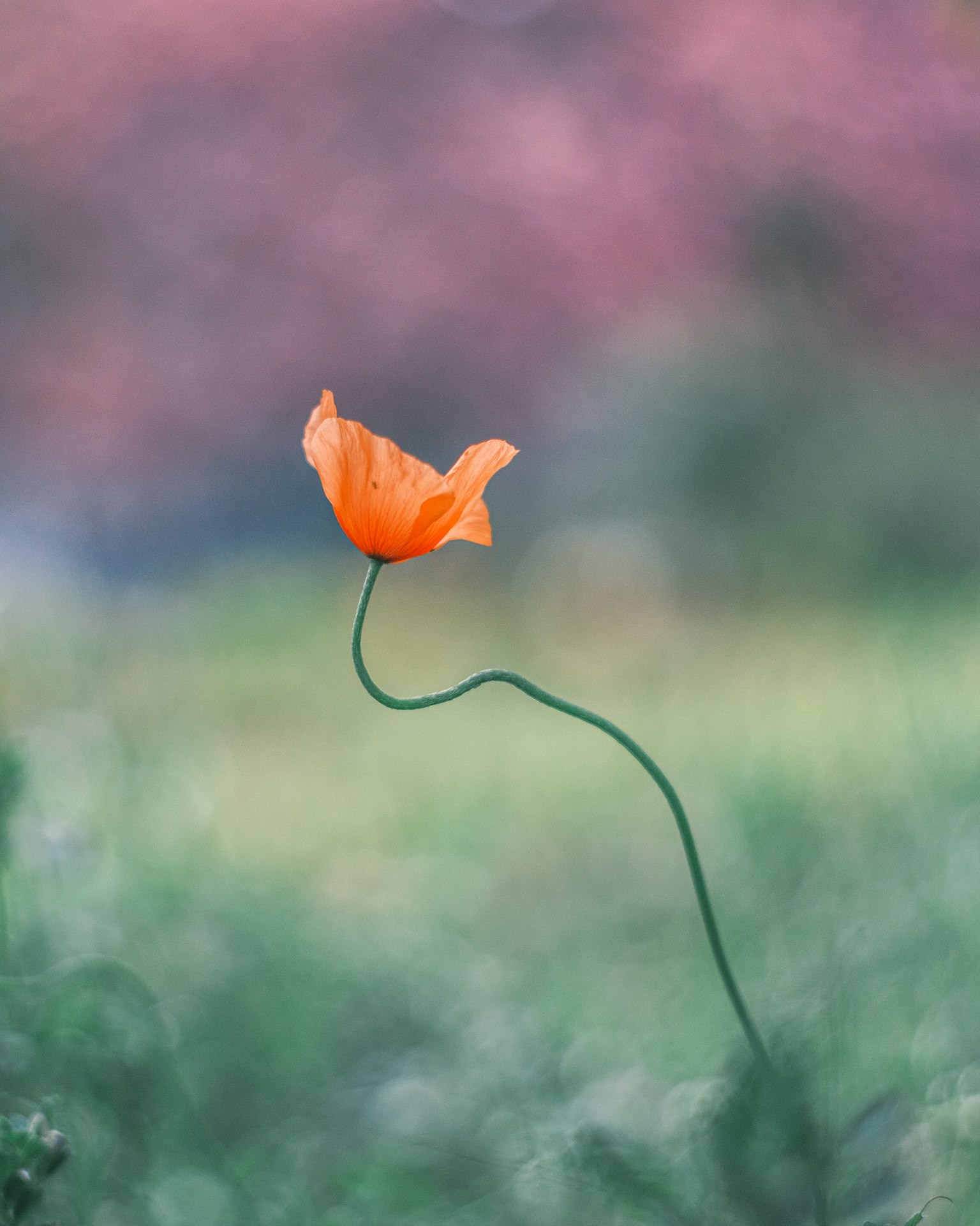 하나의 오렌지색 꽃이 흐릿한 녹색 배경에 서 있다