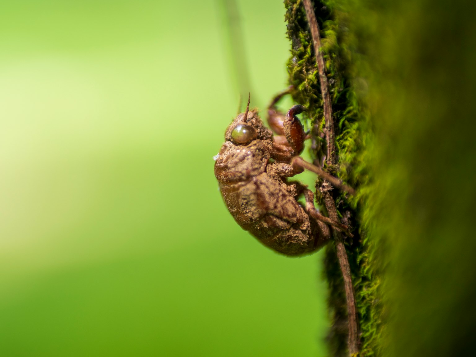 Foto close-up dari cicada di batang pohon dengan latar belakang hijau