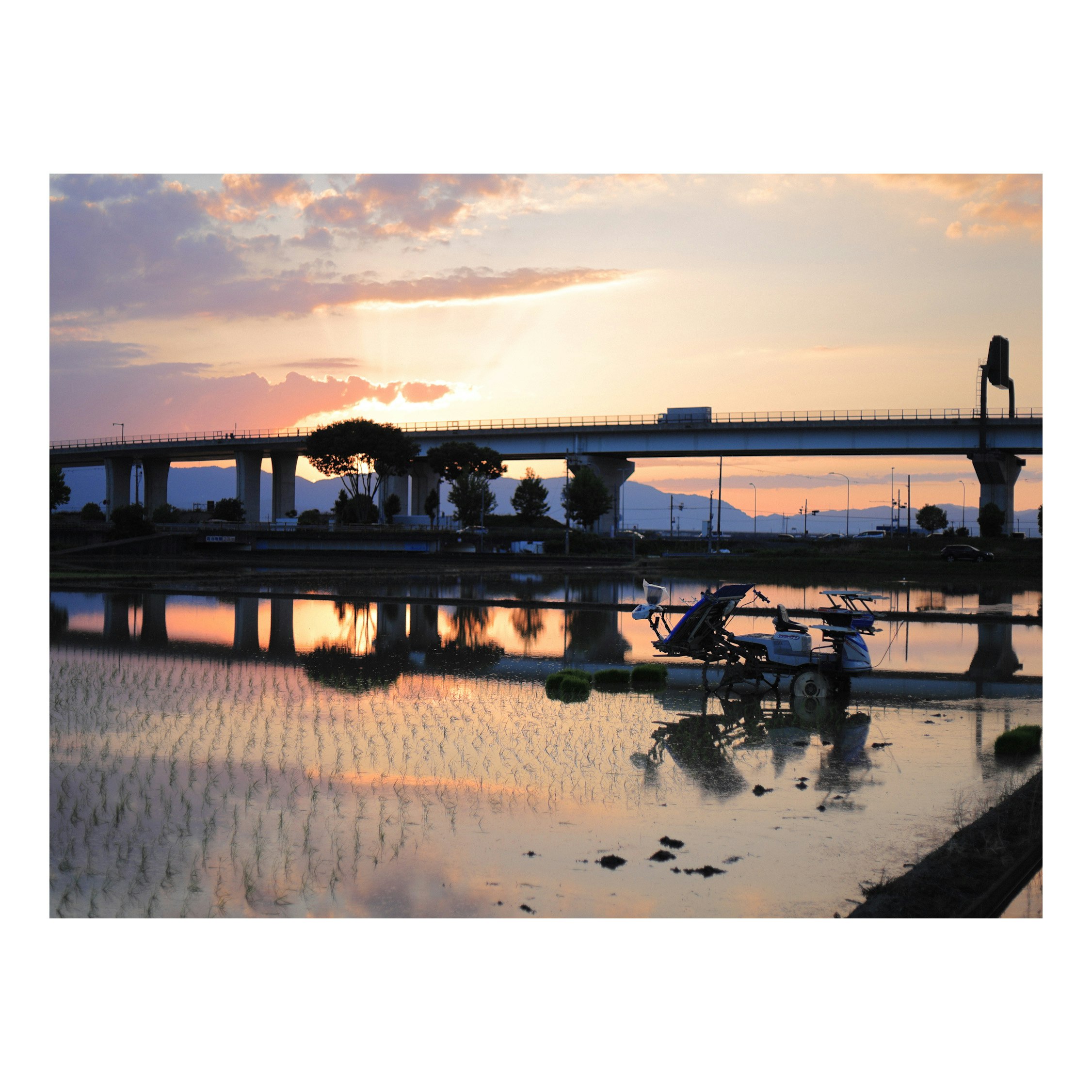 夕焼けの水面に映る橋と水田のリフレクション