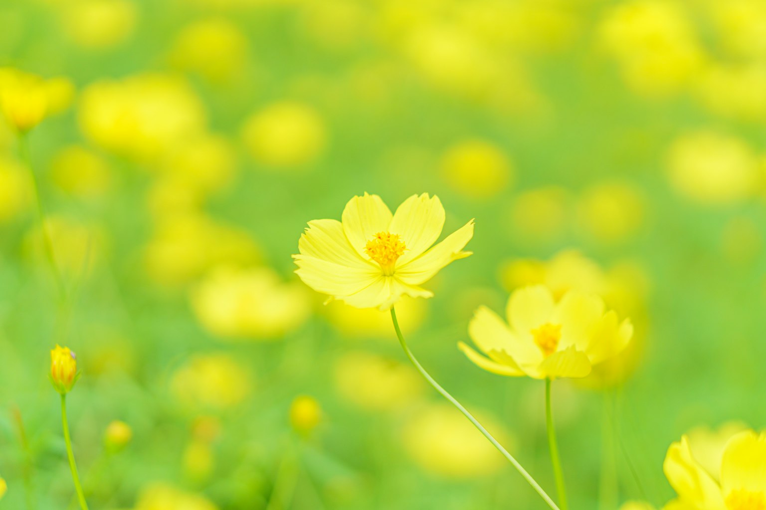 Bild von leuchtend gelben Blumen, die in einer grünen Wiese blühen