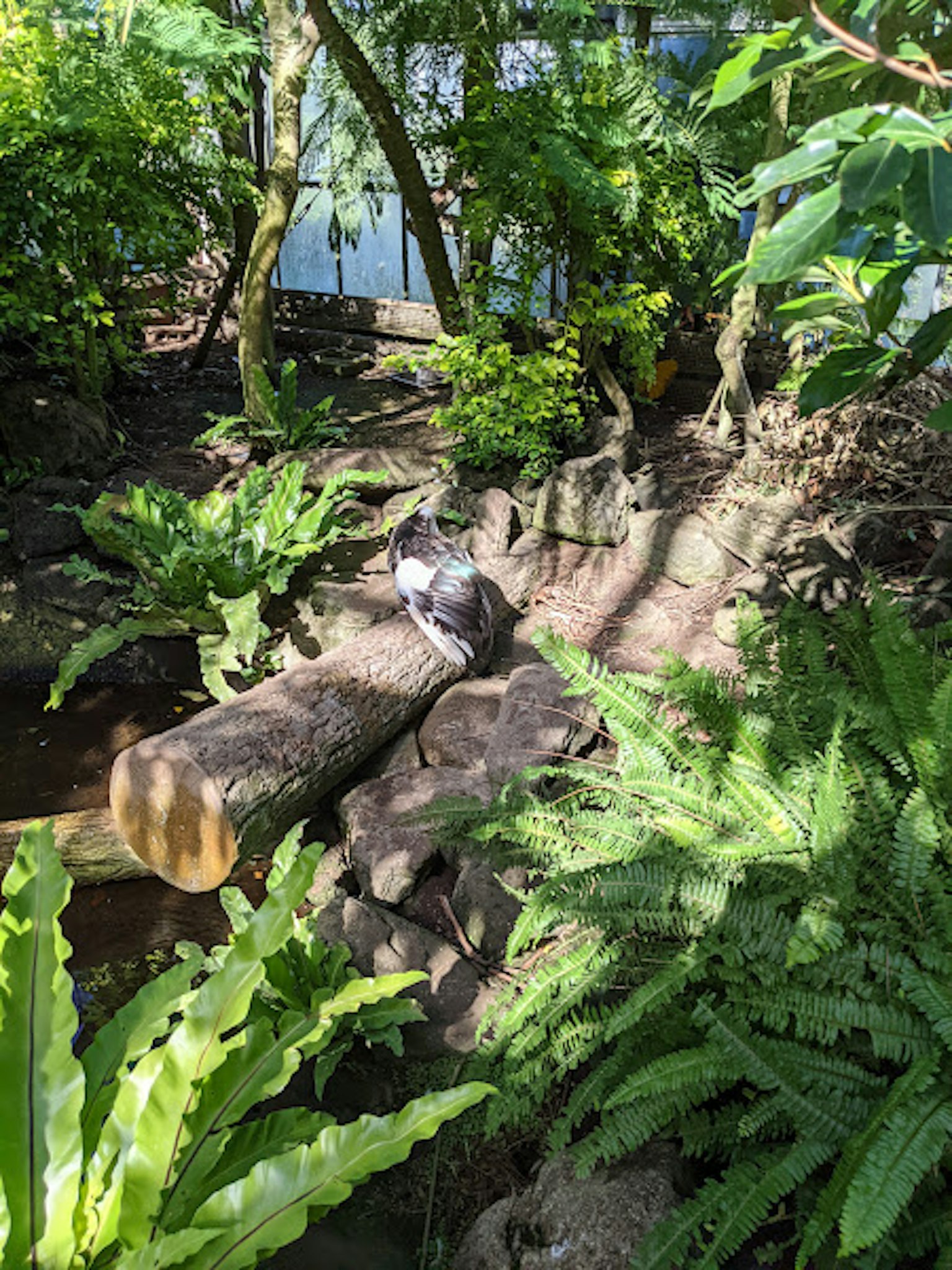 A gray bird resting on a log surrounded by lush greenery