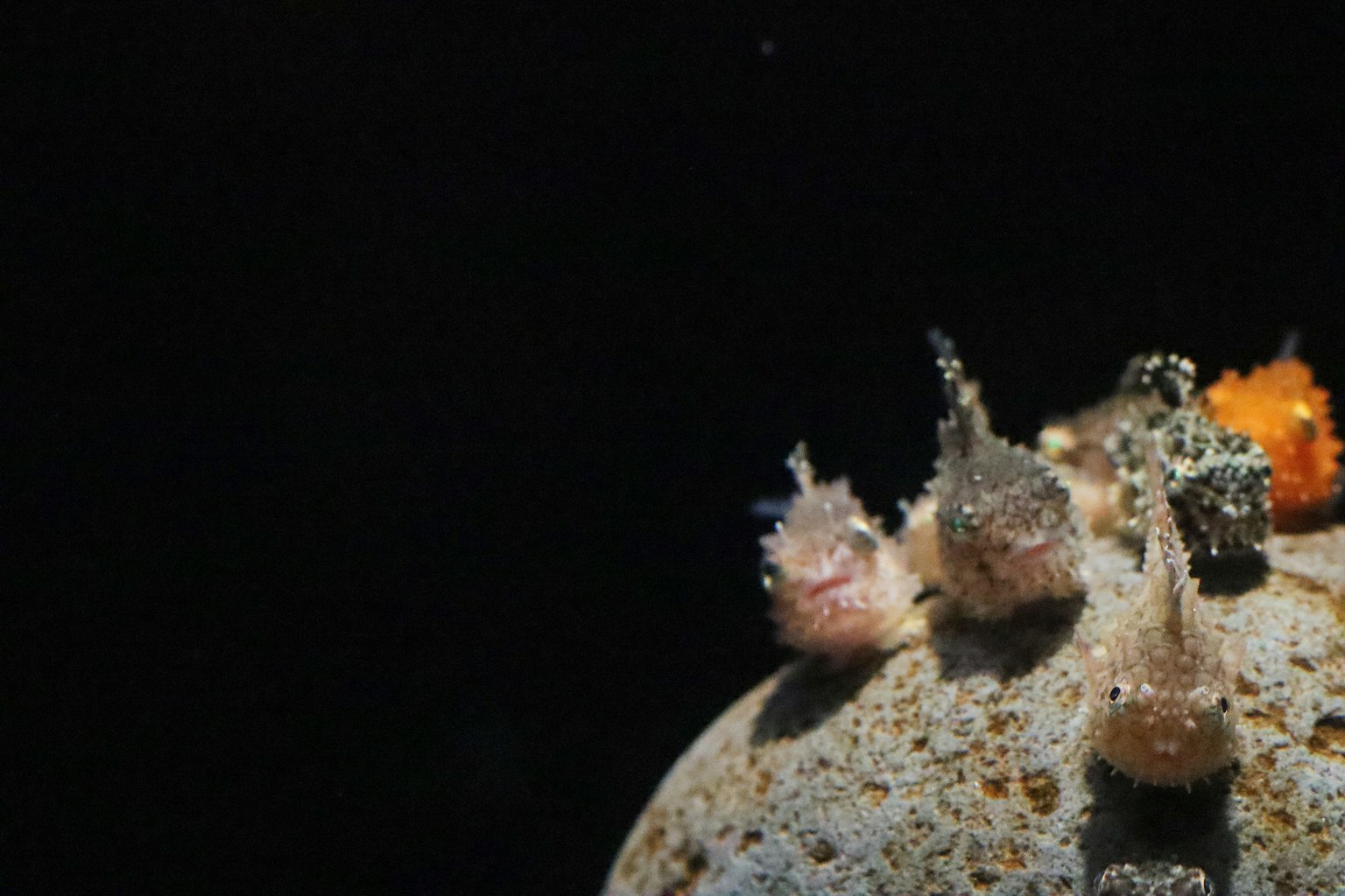 Marine life colony on a textured surface against a dark background