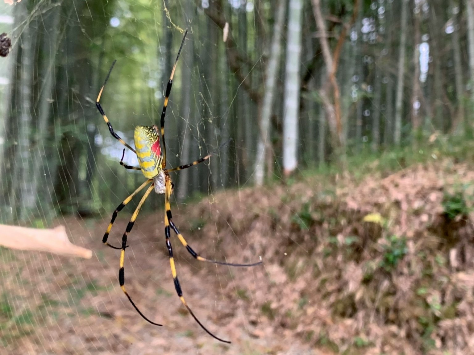 Seekor laba-laba kuning besar tergantung di jaringnya di hutan