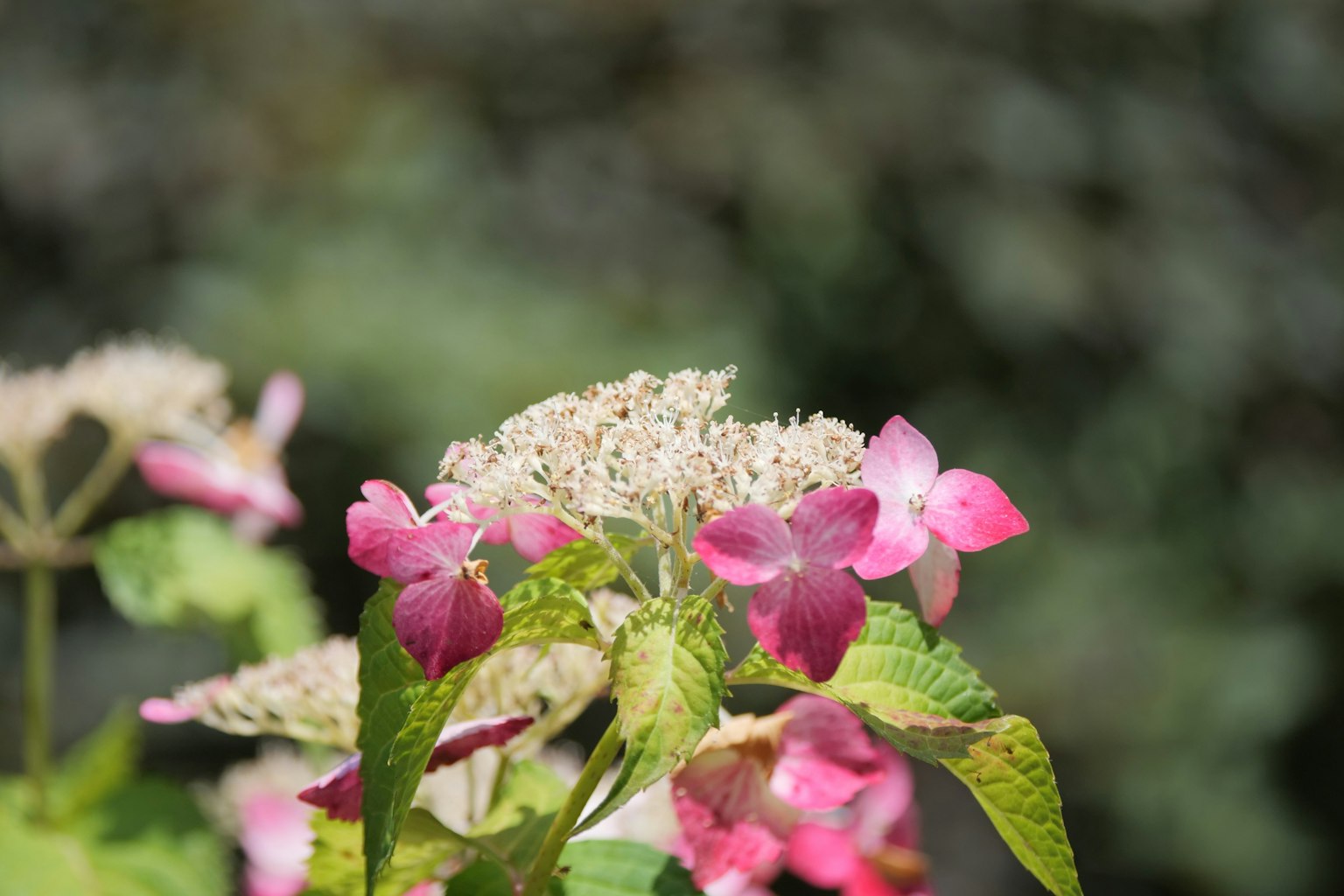 Gros plan d'hortensia avec des fleurs roses