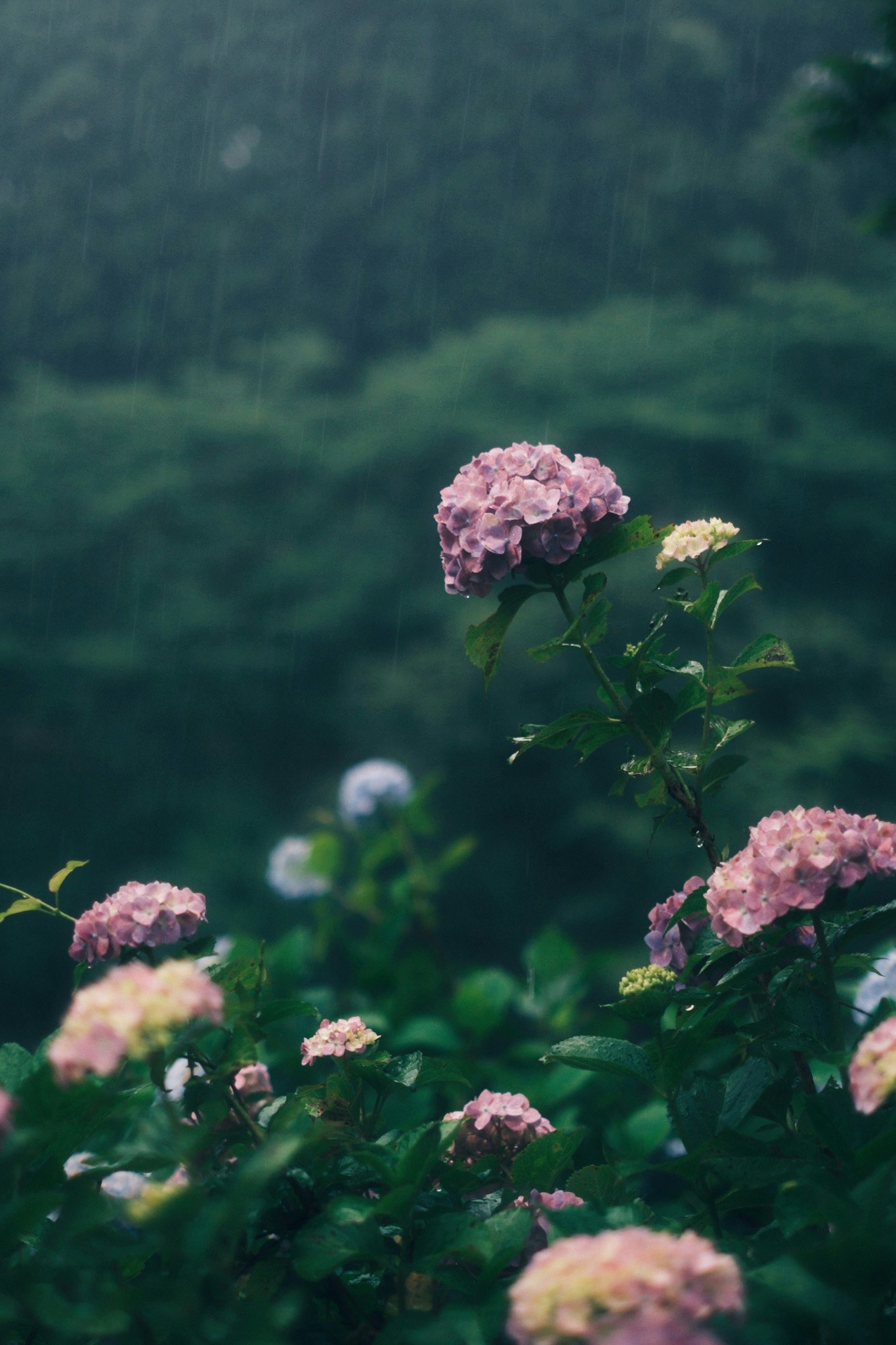 雨上がりのあじさいと緑の山並みの背景