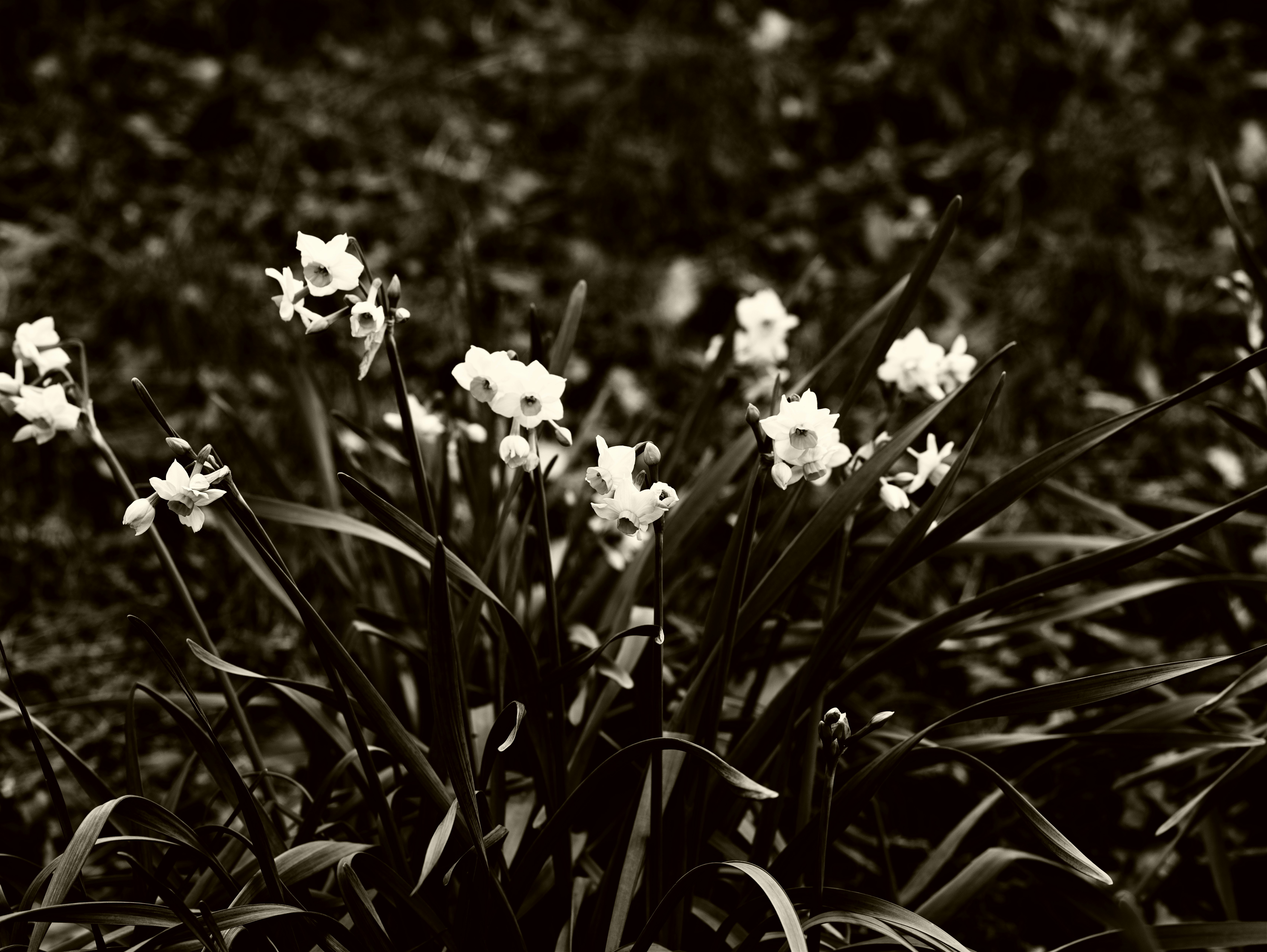 Foto en blanco y negro de una planta con flores blancas y hojas verdes